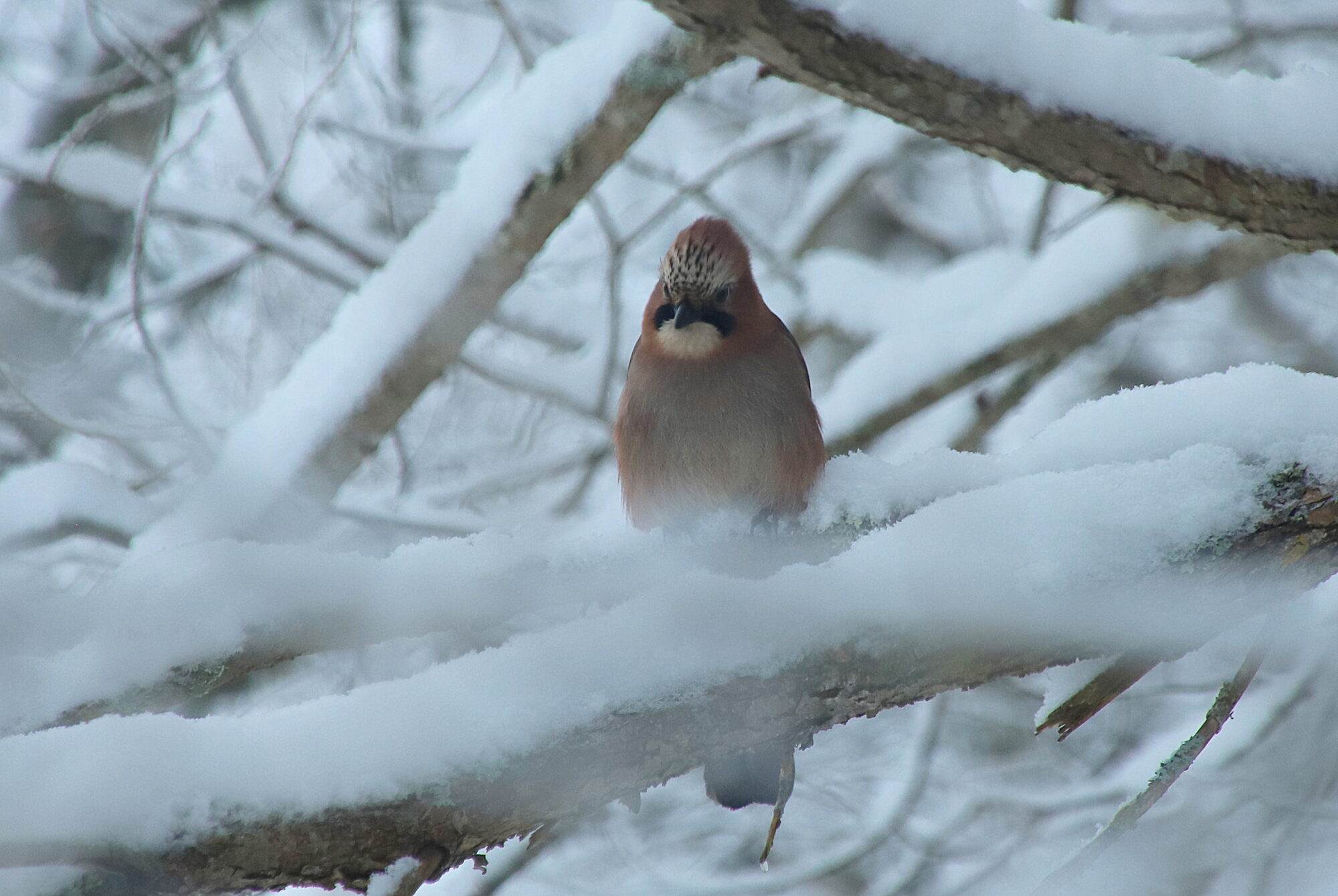Valokuvaaja: sirpa jyske