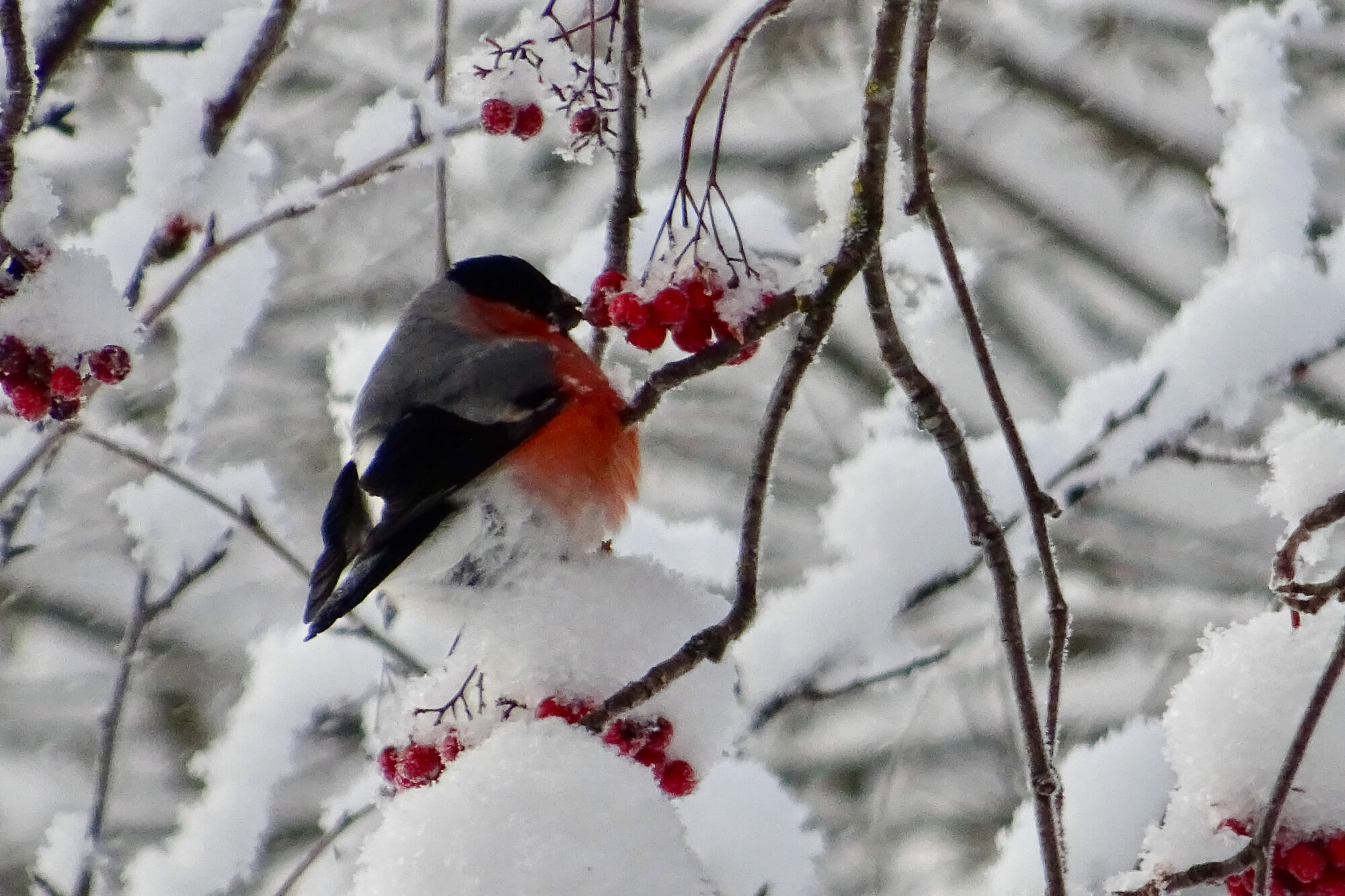 Valokuvaaja: Liisa Niiva-Korpela