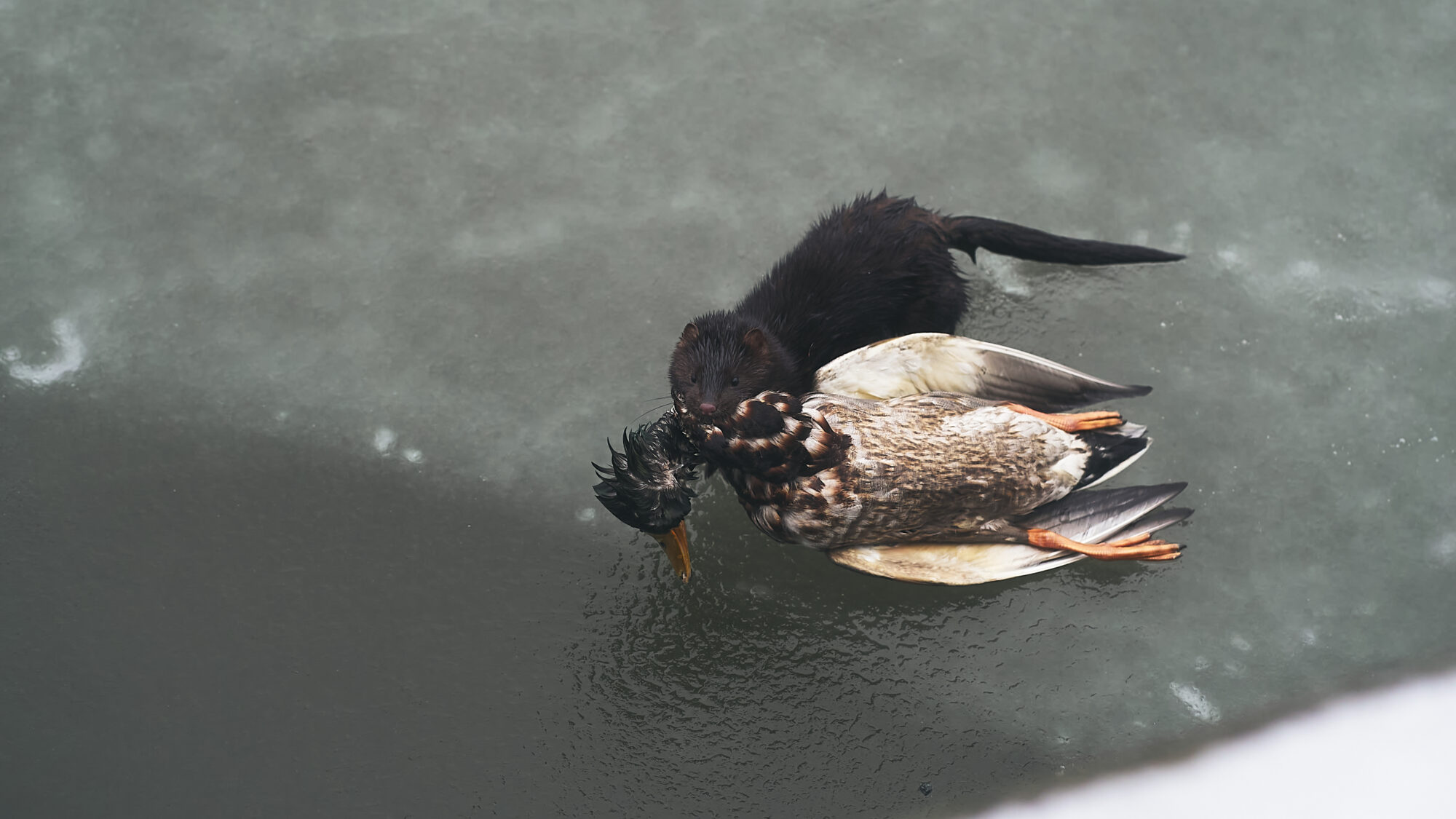Valokuvaaja: Joona Joenpolvi Valokuvaaja: Joona Joenpolvi