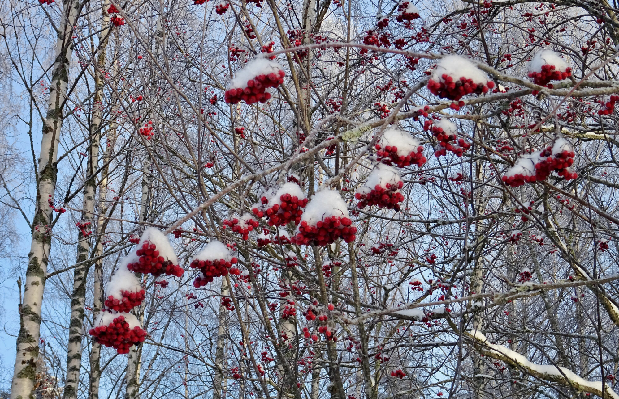 Valokuvaaja: Liisa Niiva-Korpela