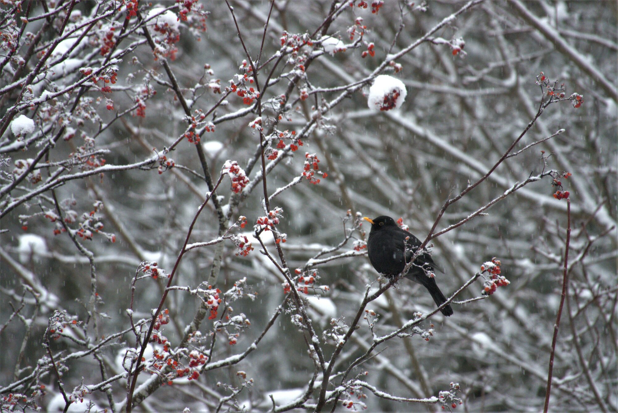 Valokuvaaja: Maarit Siitonen