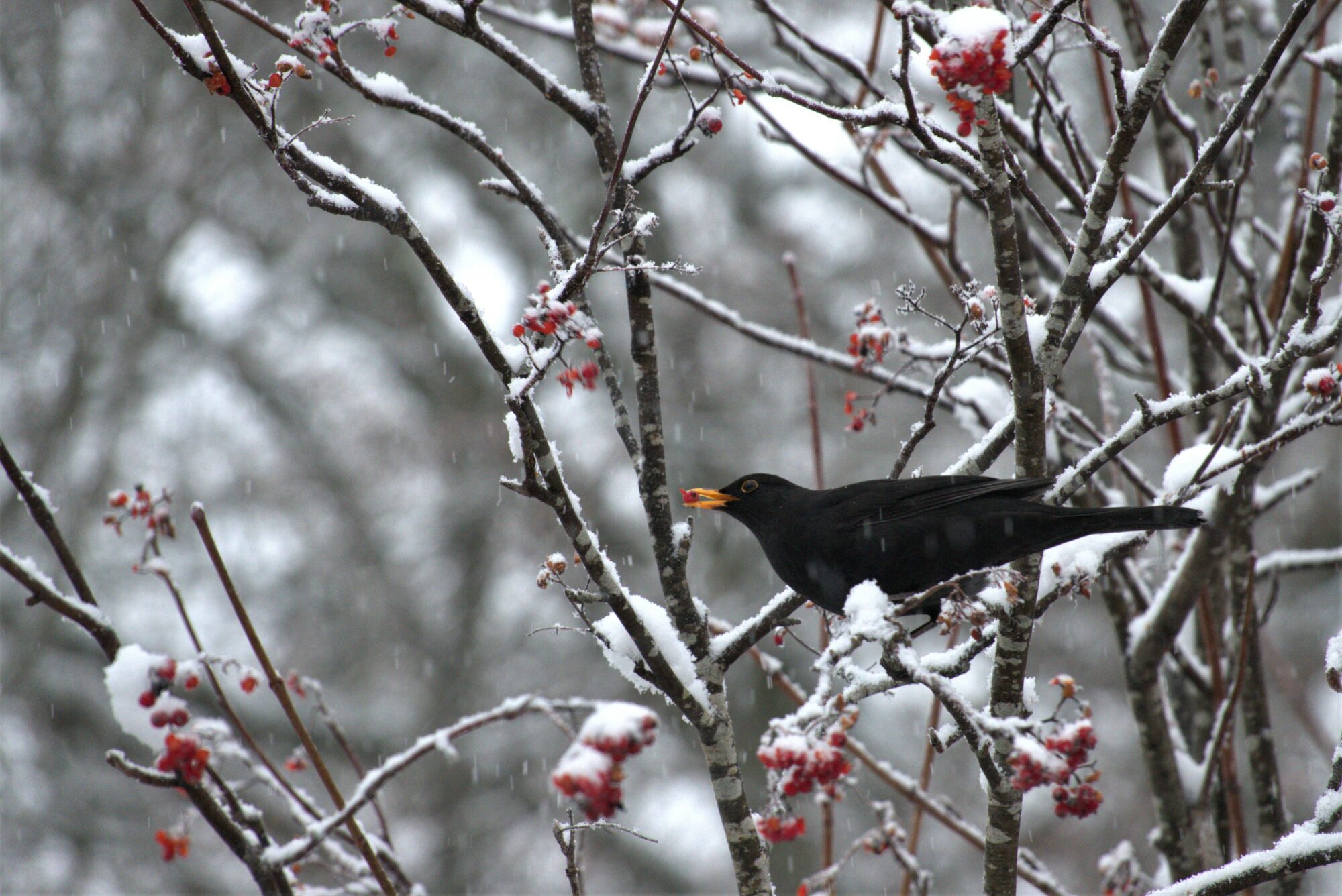 Valokuvaaja: Maarit Siitonen