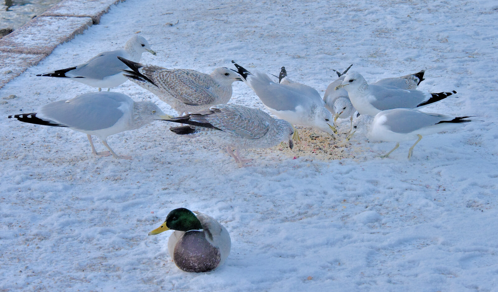 Valokuvaaja: Reijo Juurinen