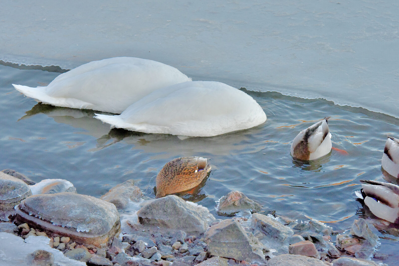Valokuvaaja: Reijo Juurinen