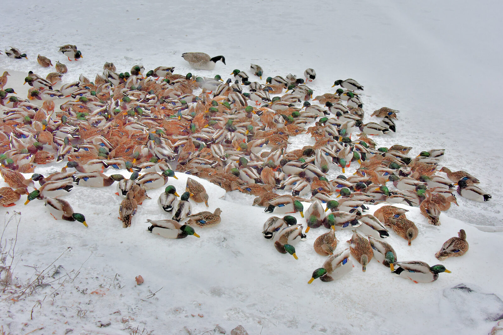 Valokuvaaja: Reijo Juurinen