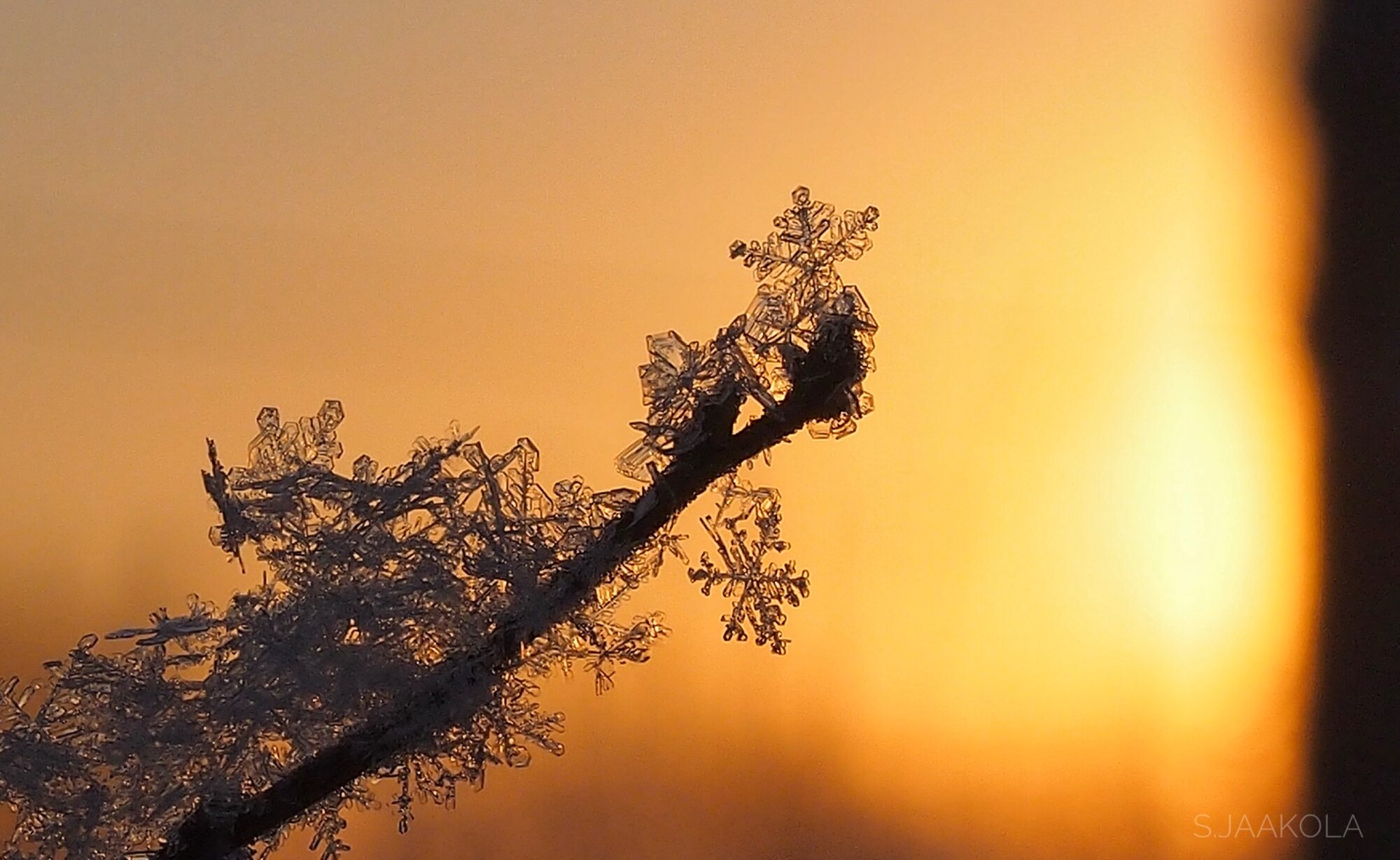 Valokuvaaja: Sonja Jaakola