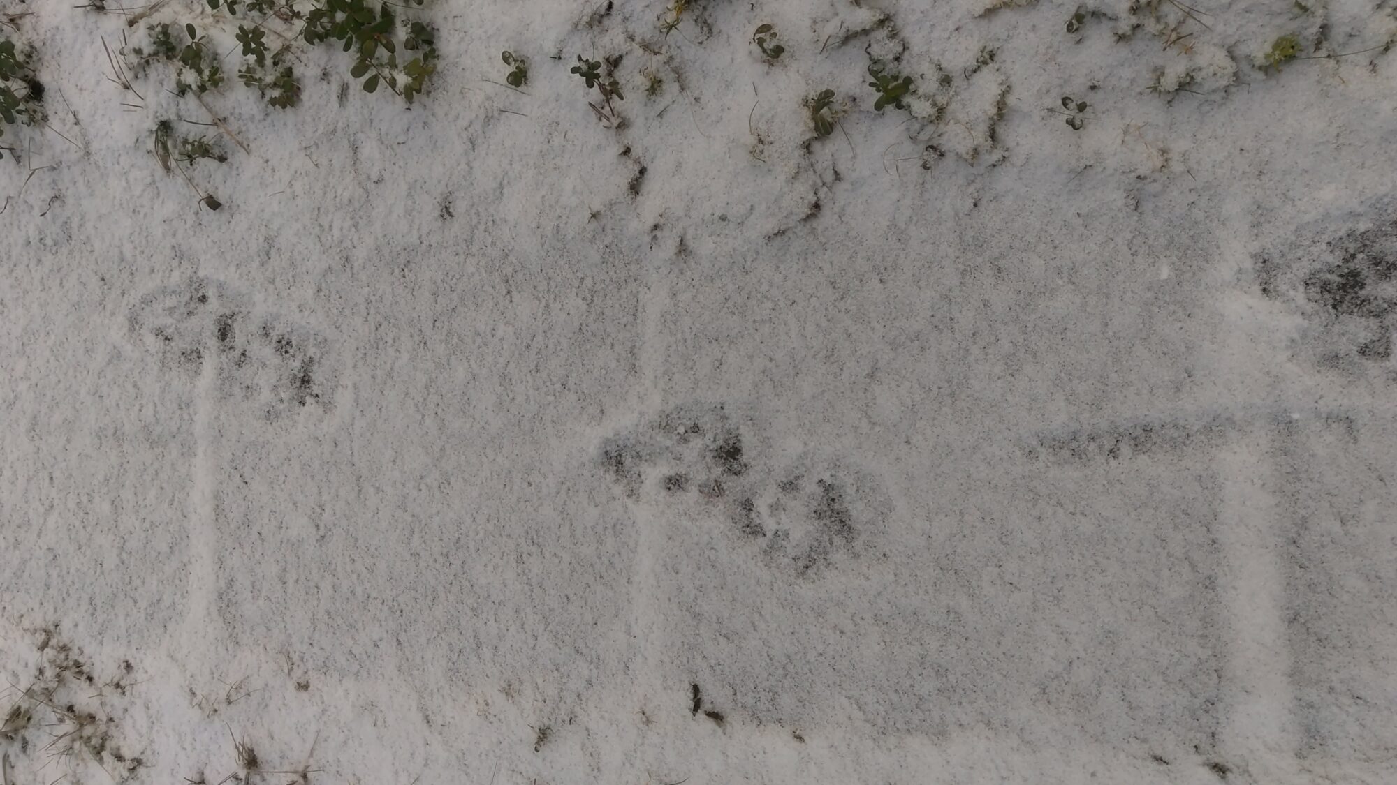 Valokuvaaja: Atte Saari