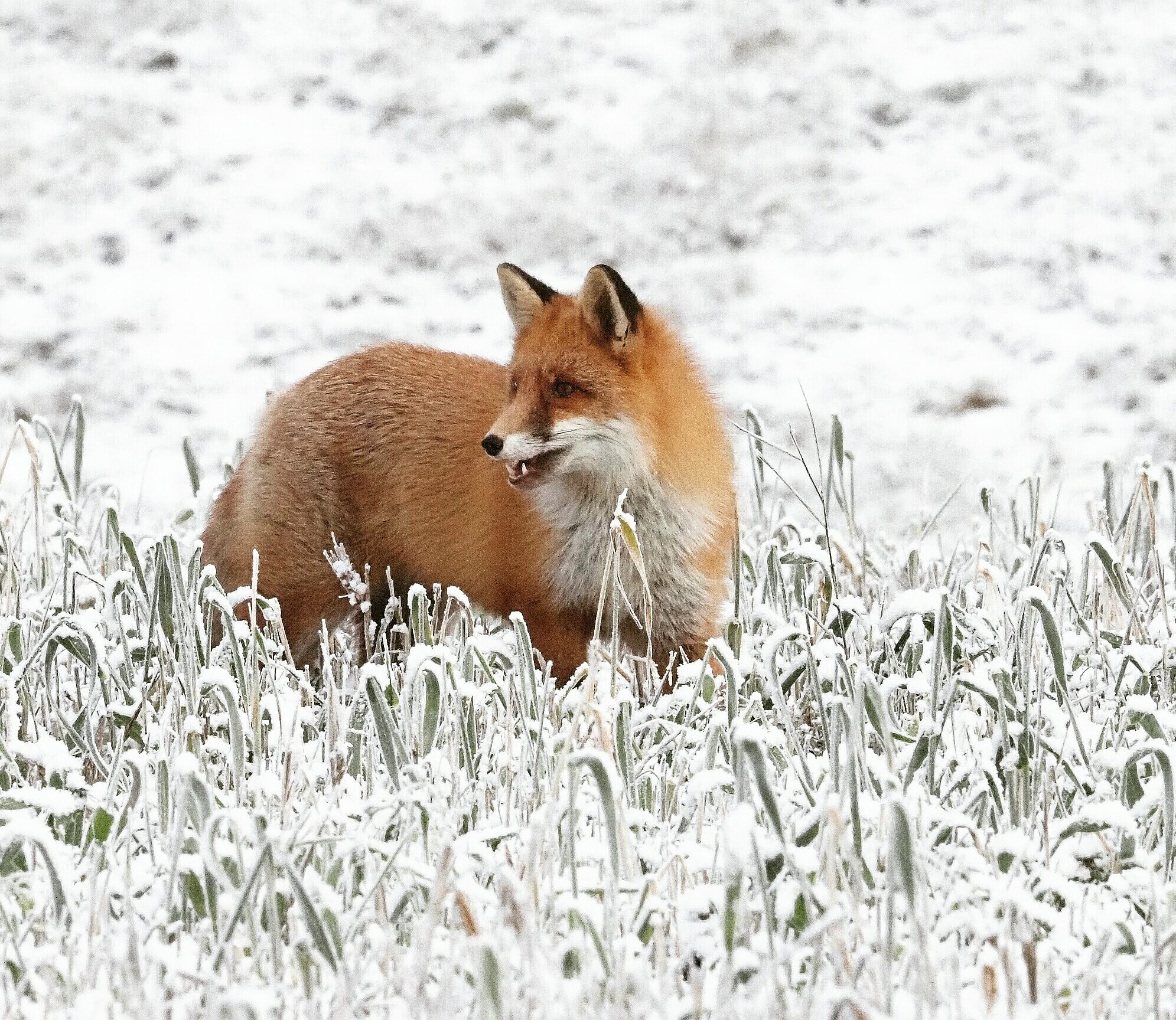 Valokuvaaja: Mikkola Irma