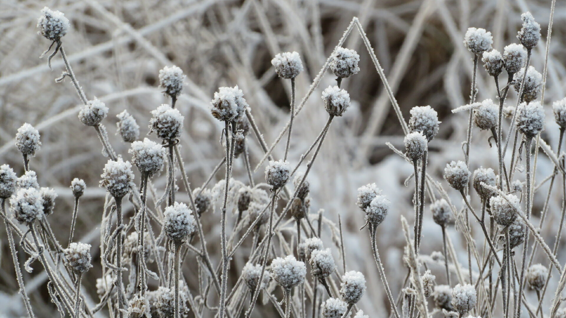 Valokuvaaja: Risto Kangassalo