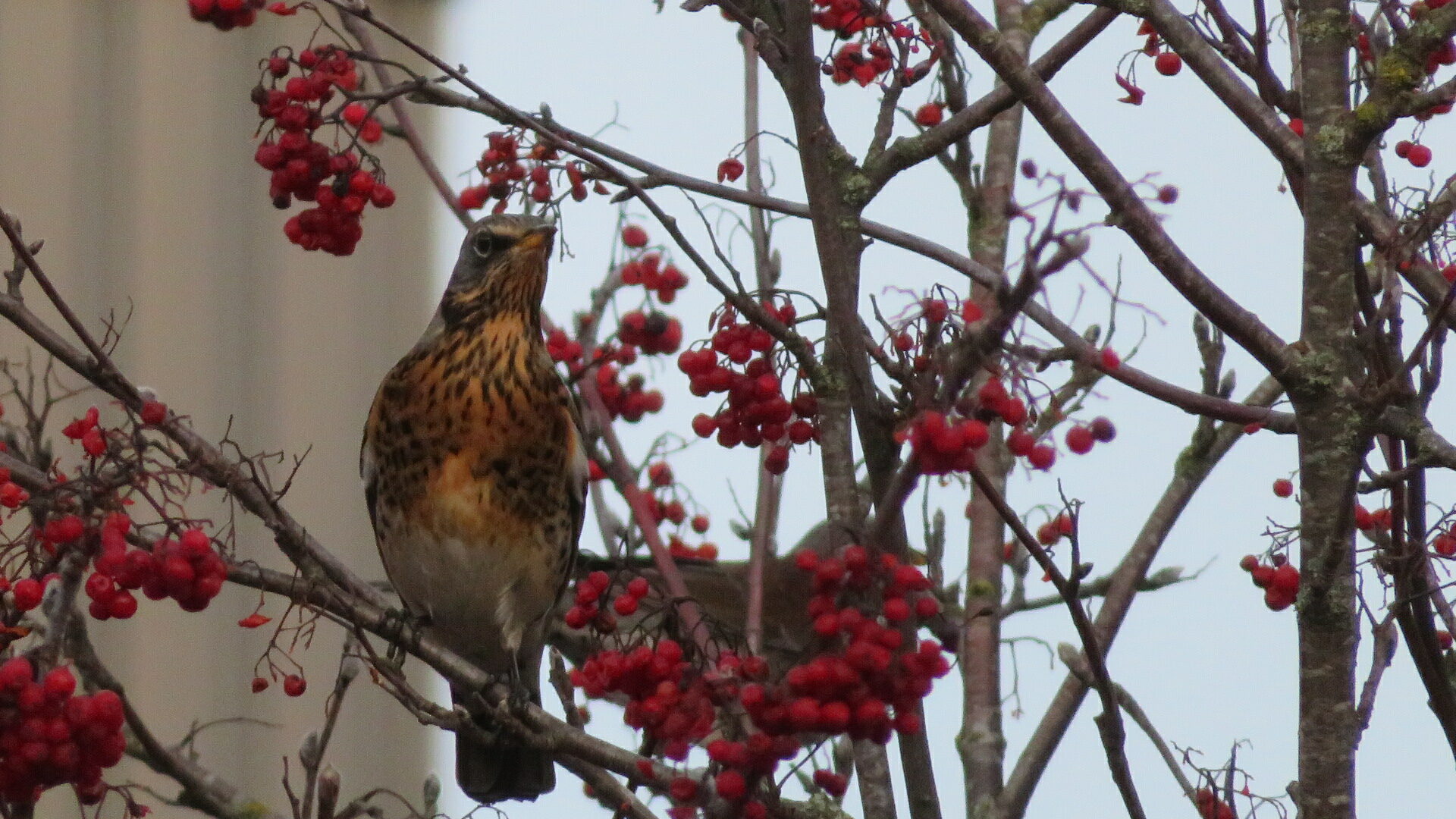 Valokuvaaja: Risto Kangassalo Valokuvaaja: Risto Kangassalo