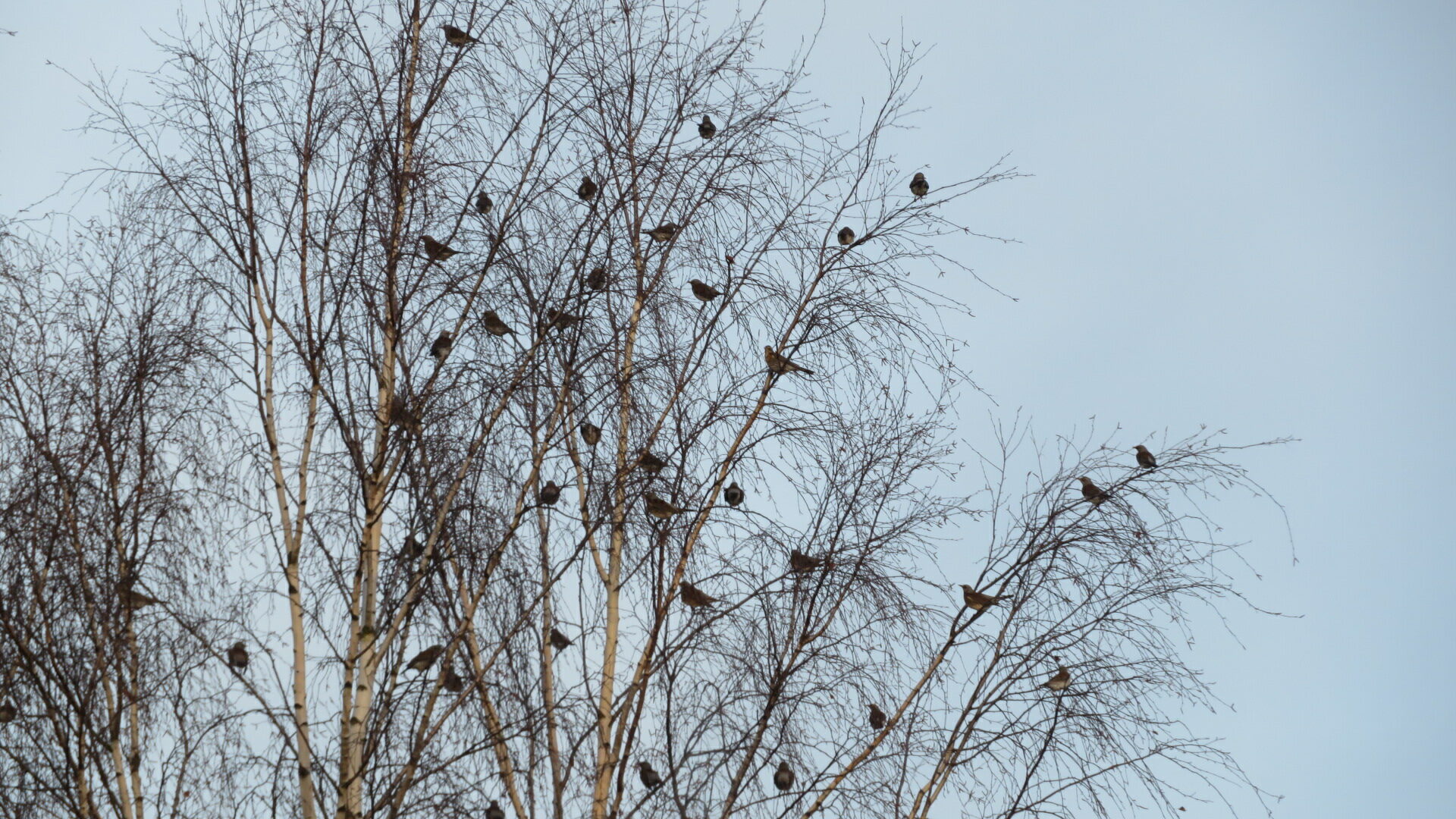 Valokuvaaja: Risto Kangassalo