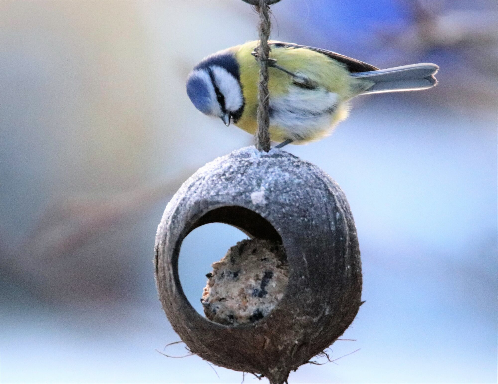 Valokuvaaja: Irja Lehtinen