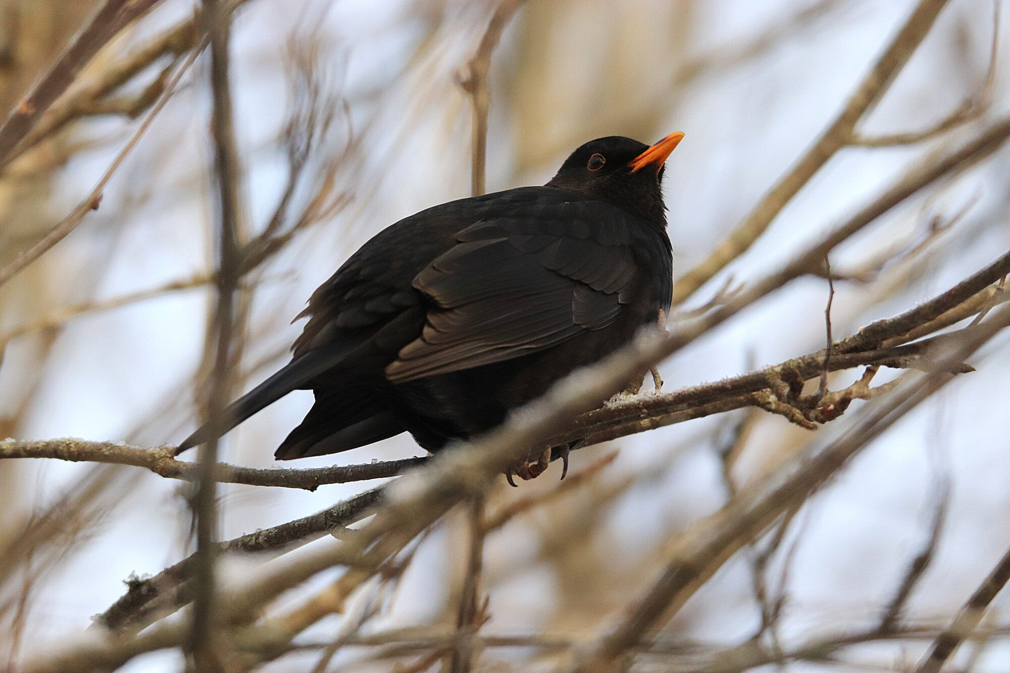 Valokuvaaja: Irja Lehtinen