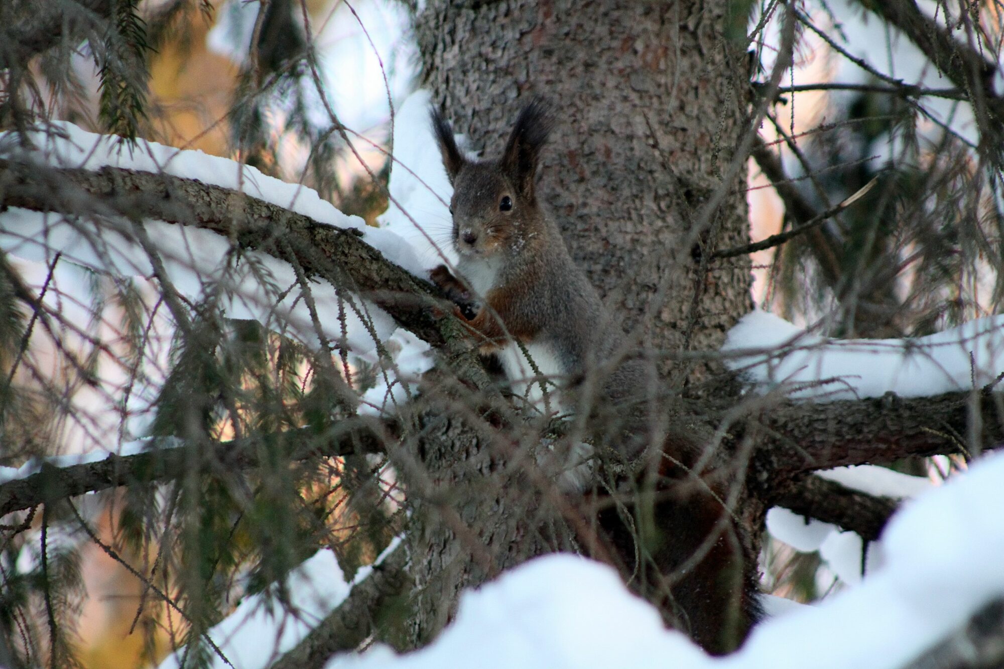 Valokuvaaja: Pirkko Siukonen
