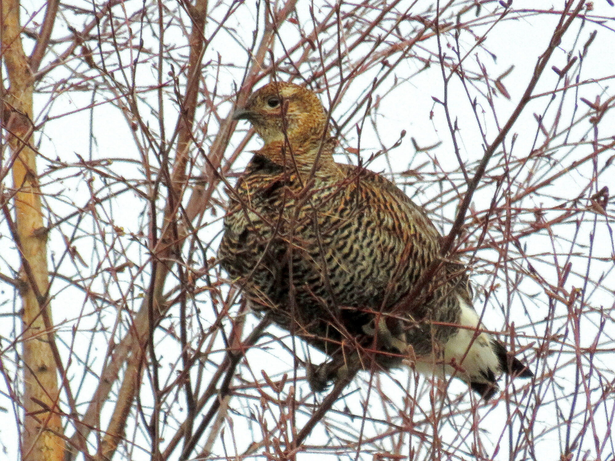 Valokuvaaja: Sirkka Ruotoistenmäki