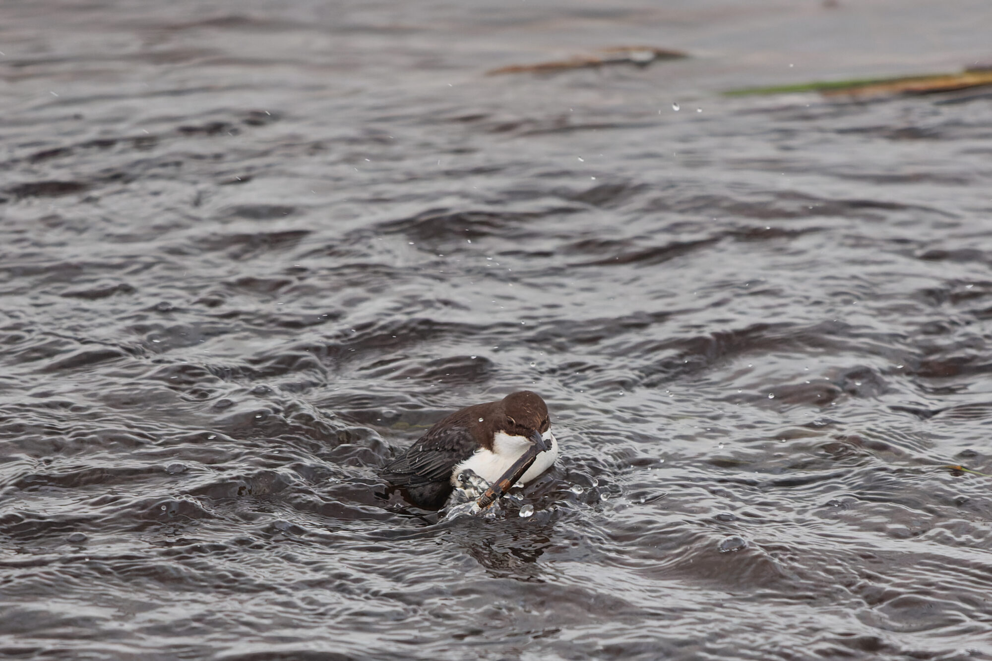 Valokuvaaja: Tommi Kujala