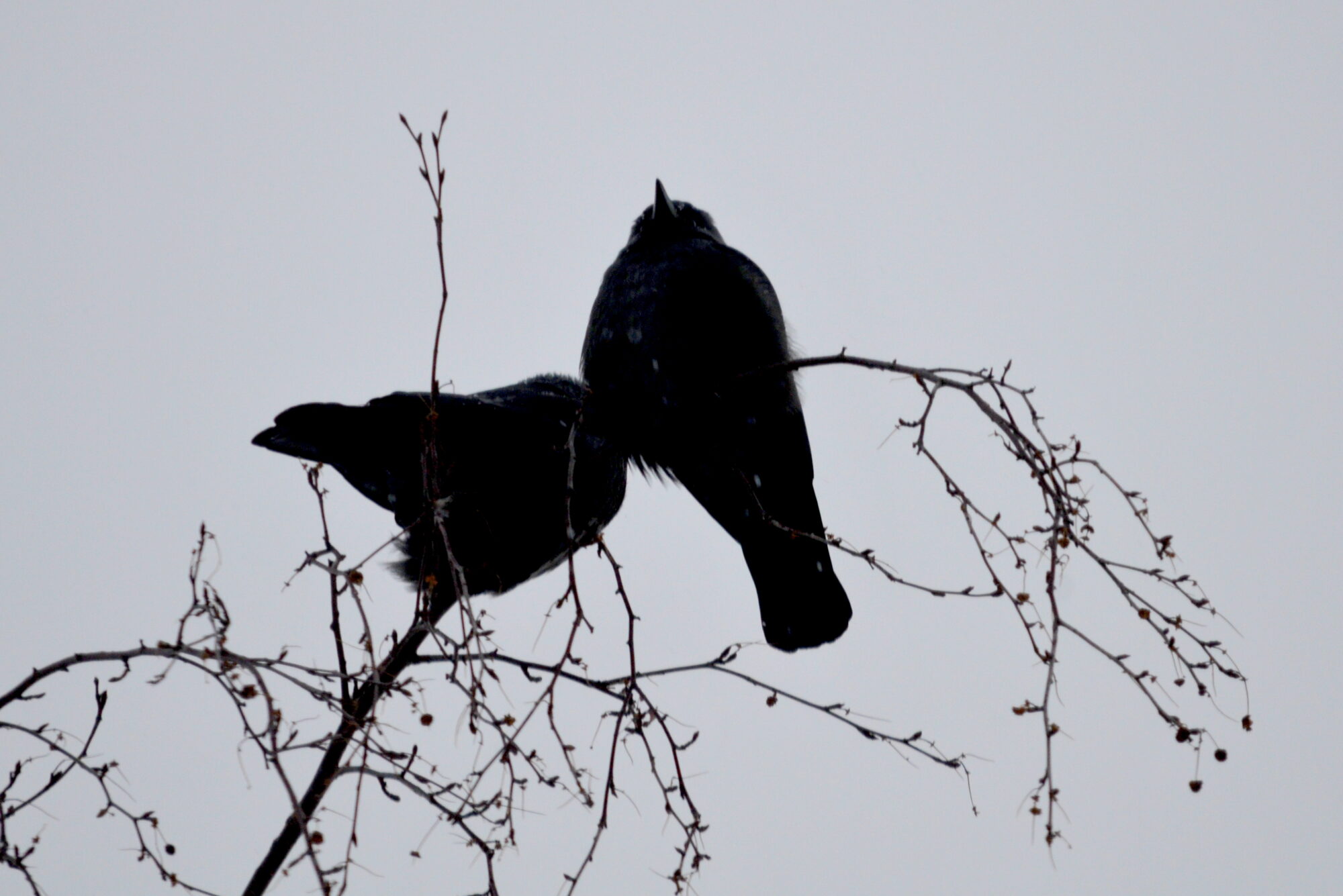 Valokuvaaja: Kaarlo Asikainen Valokuvaaja: Kaarlo Asikainen