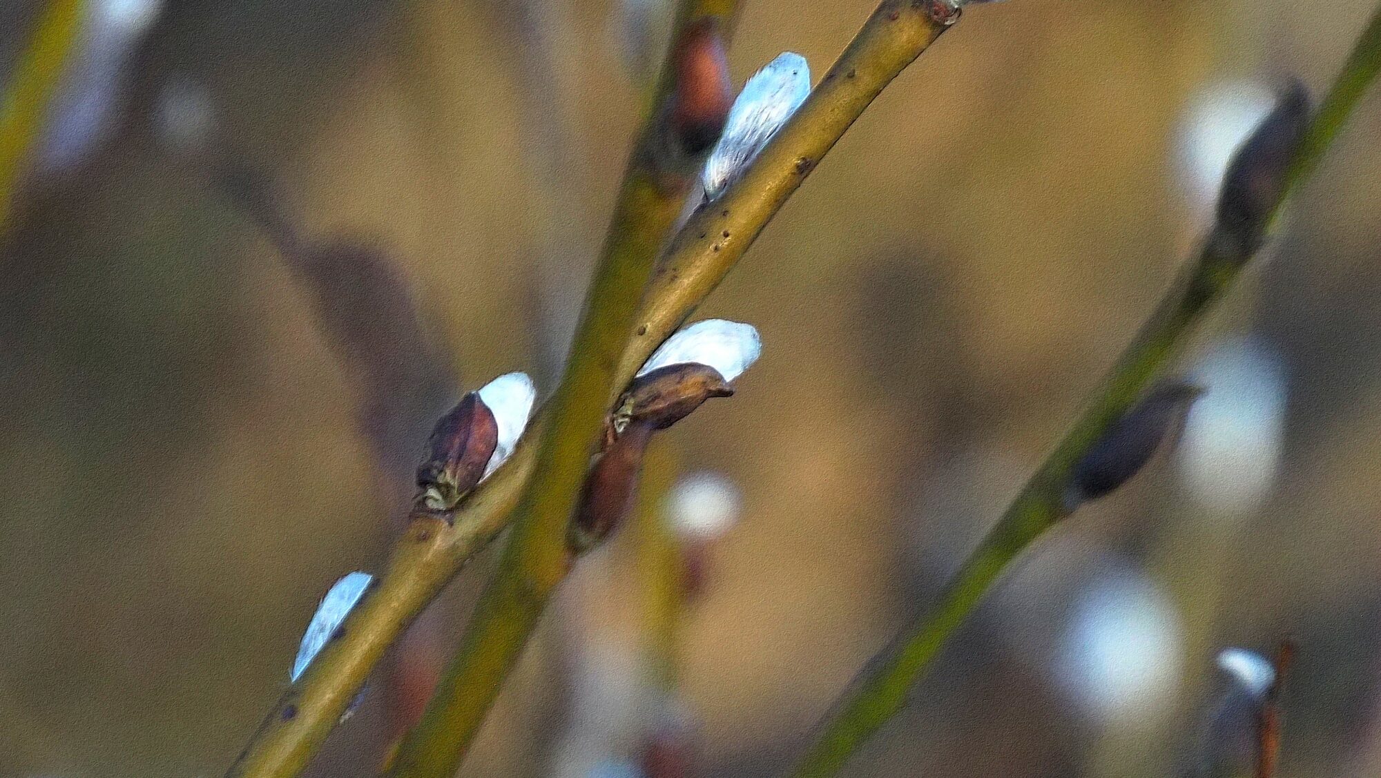 Valokuvaaja: Arja Valtonen Valokuvaaja: Arja Valtonen