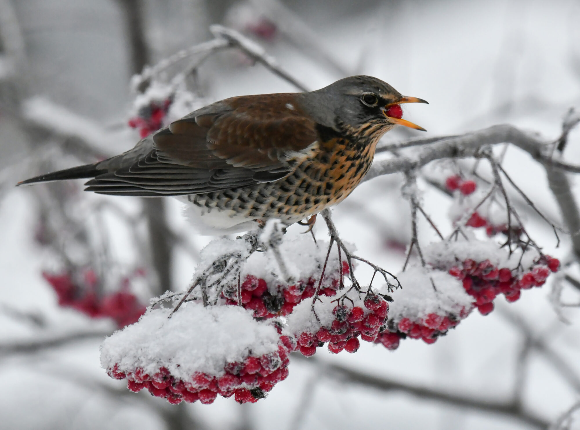 Valokuvaaja: Matti Manninen