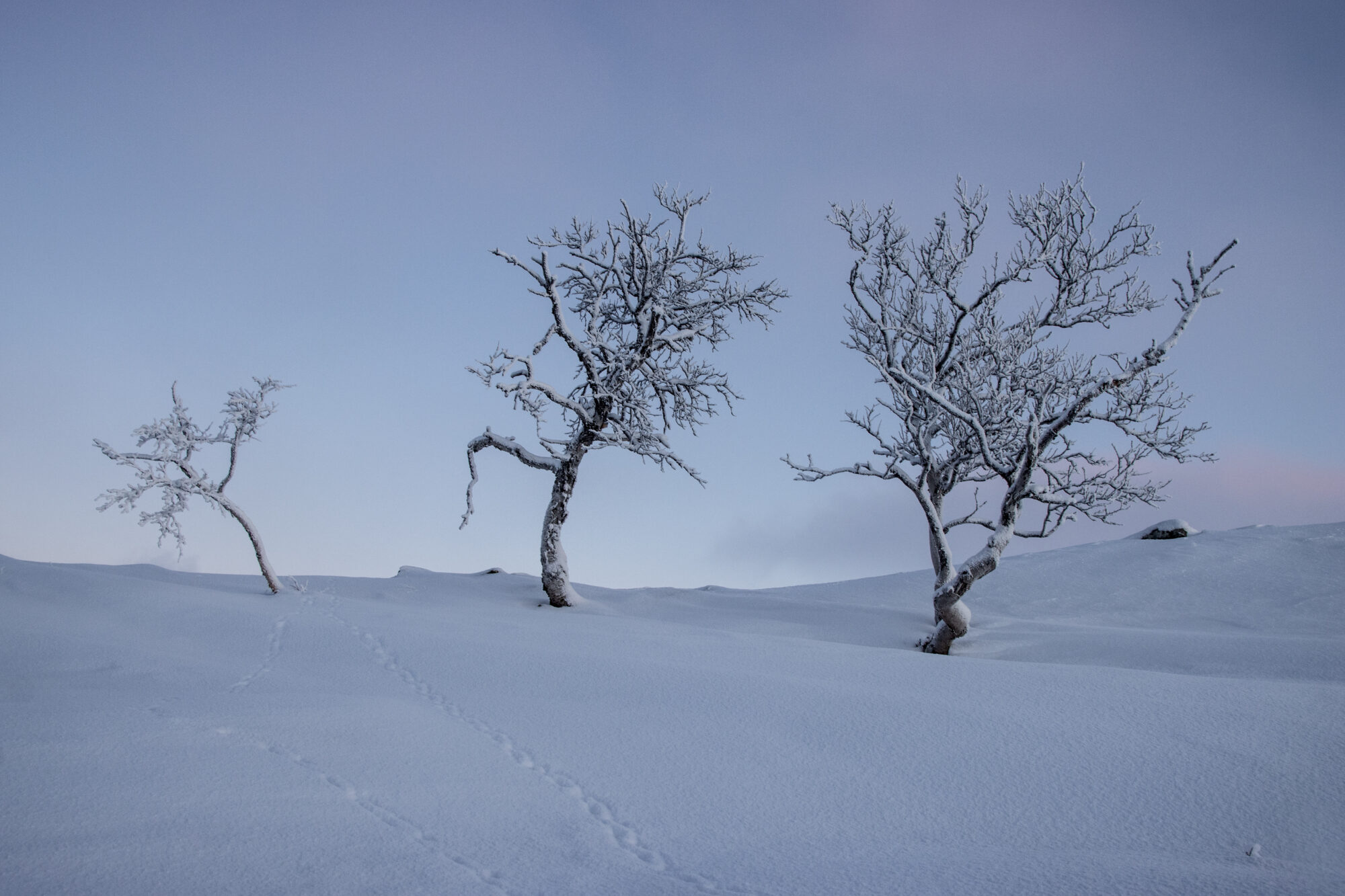 Valokuvaaja: Katri Niskanen