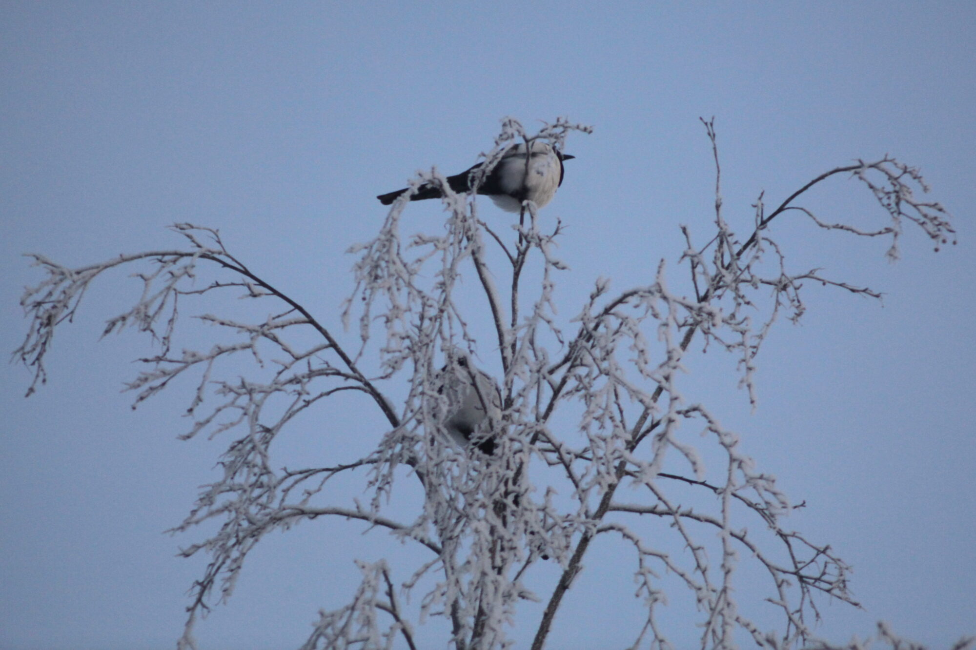 Valokuvaaja: Kaarlo Asikainen