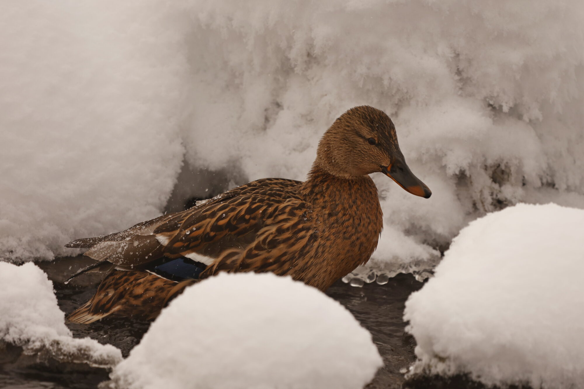 Valokuvaaja: Tommi Kujala