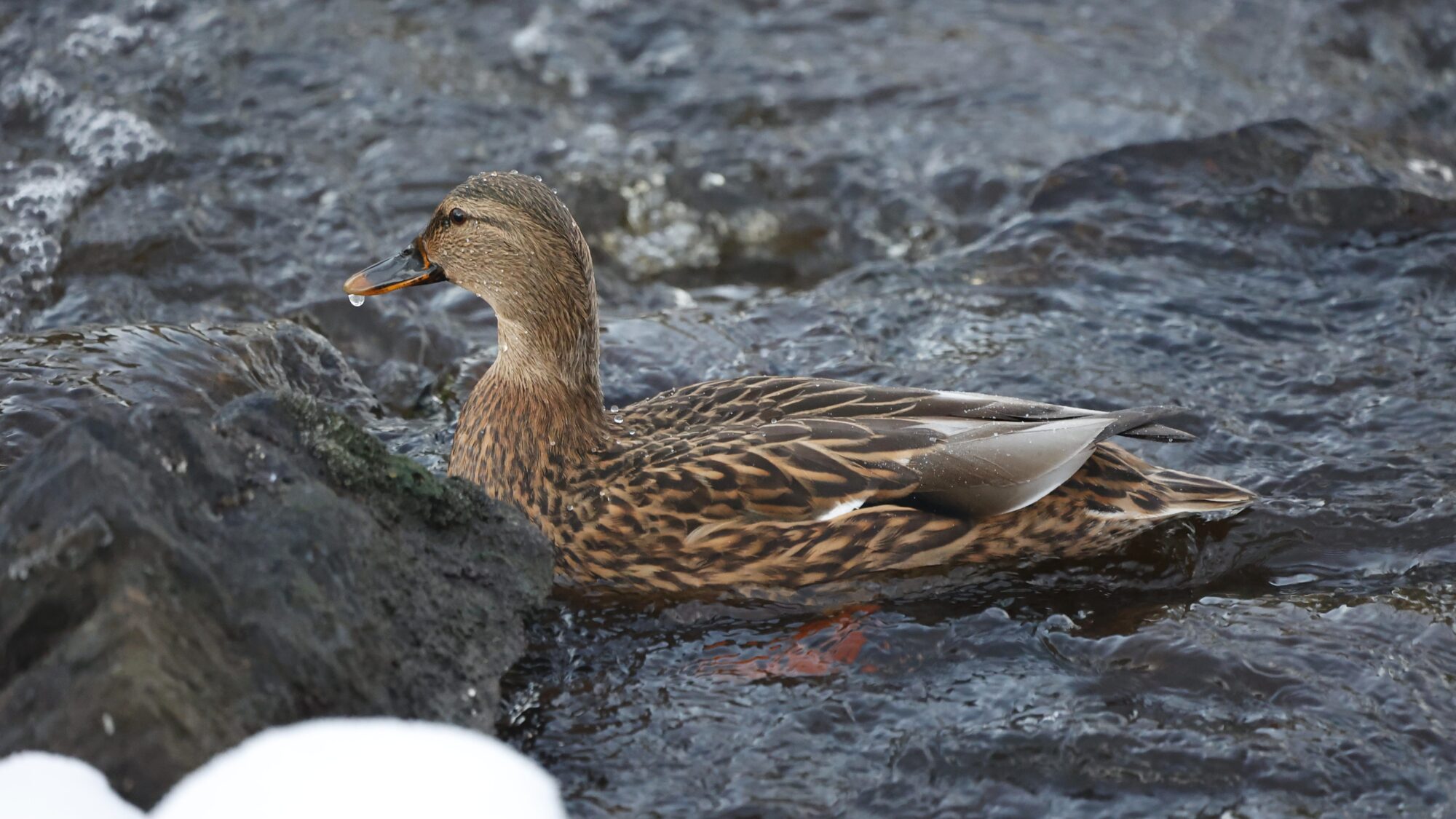 Valokuvaaja: Tommi Kujala Valokuvaaja: Tommi Kujala