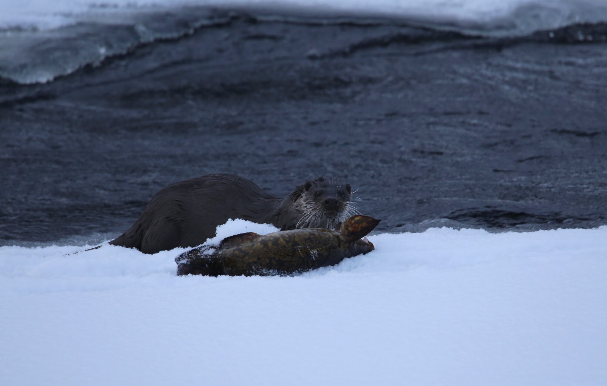 Valokuvaaja: Jaana Saarelainen