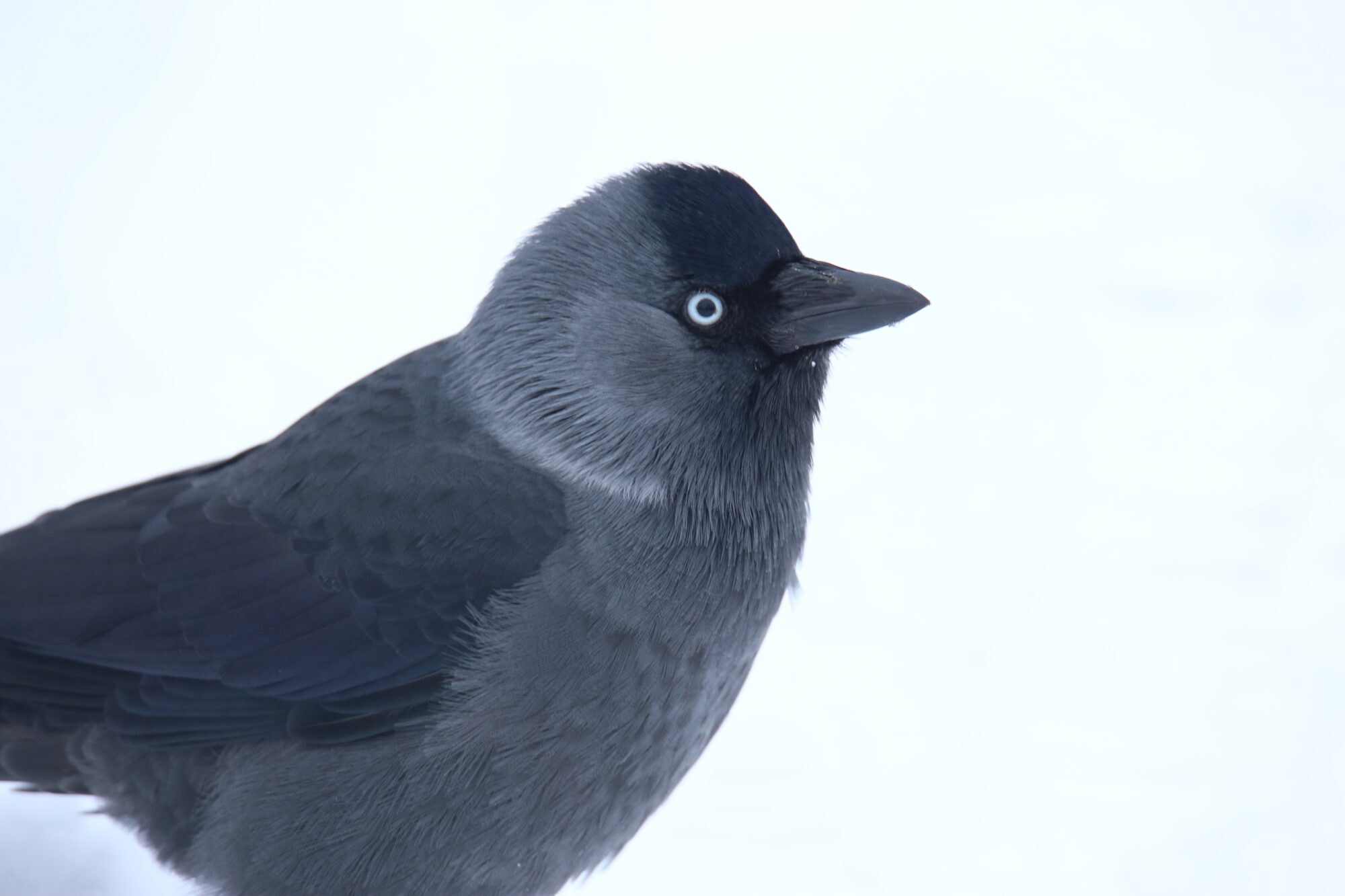 Valokuvaaja: Jaana Saarelainen Valokuvaaja: Jaana Saarelainen