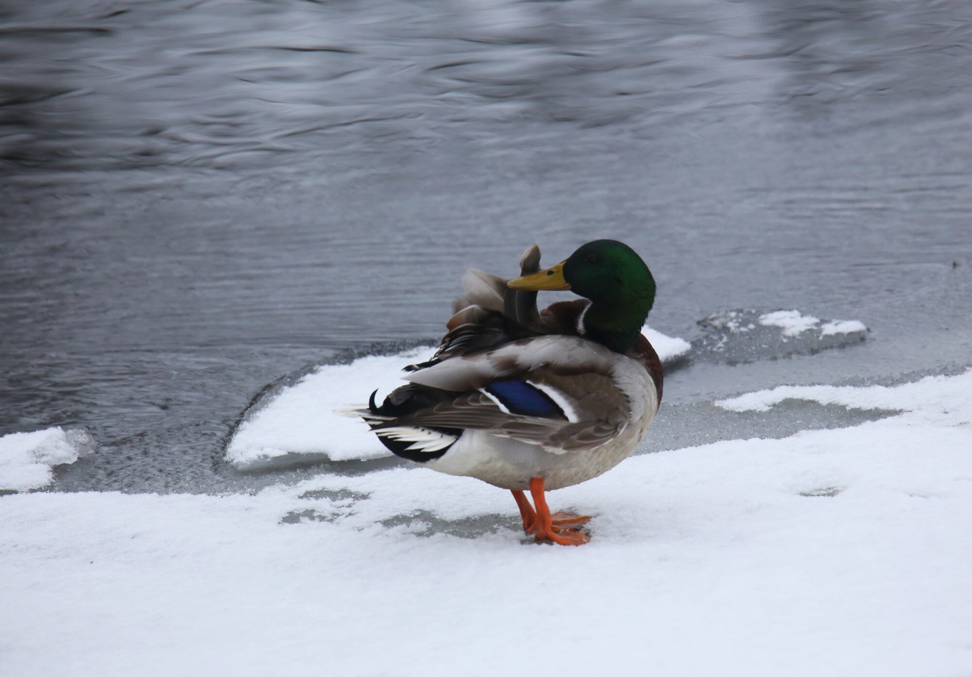 Valokuvaaja: Jaana Saarelainen