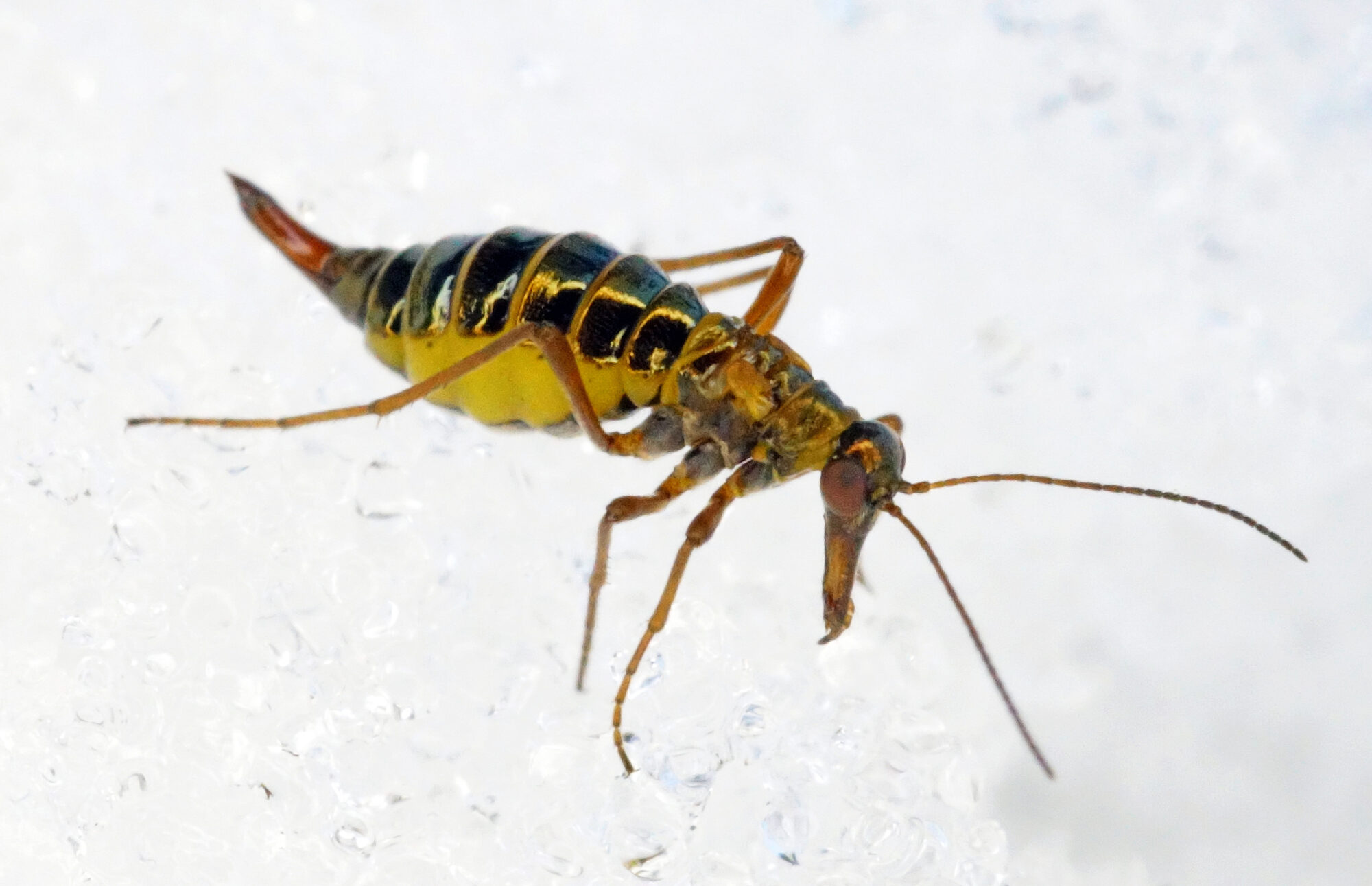 Valokuvaaja: Juhani Harkas