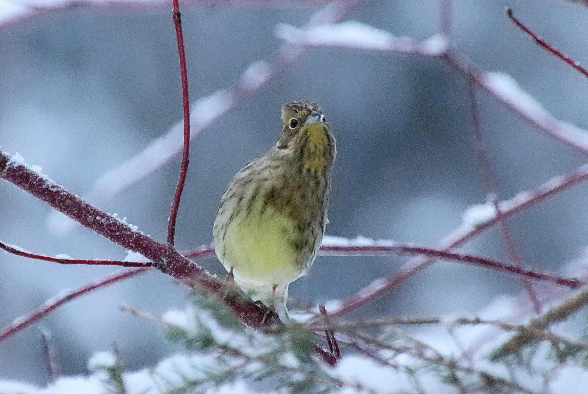 Valokuvaaja: sirpa jyske