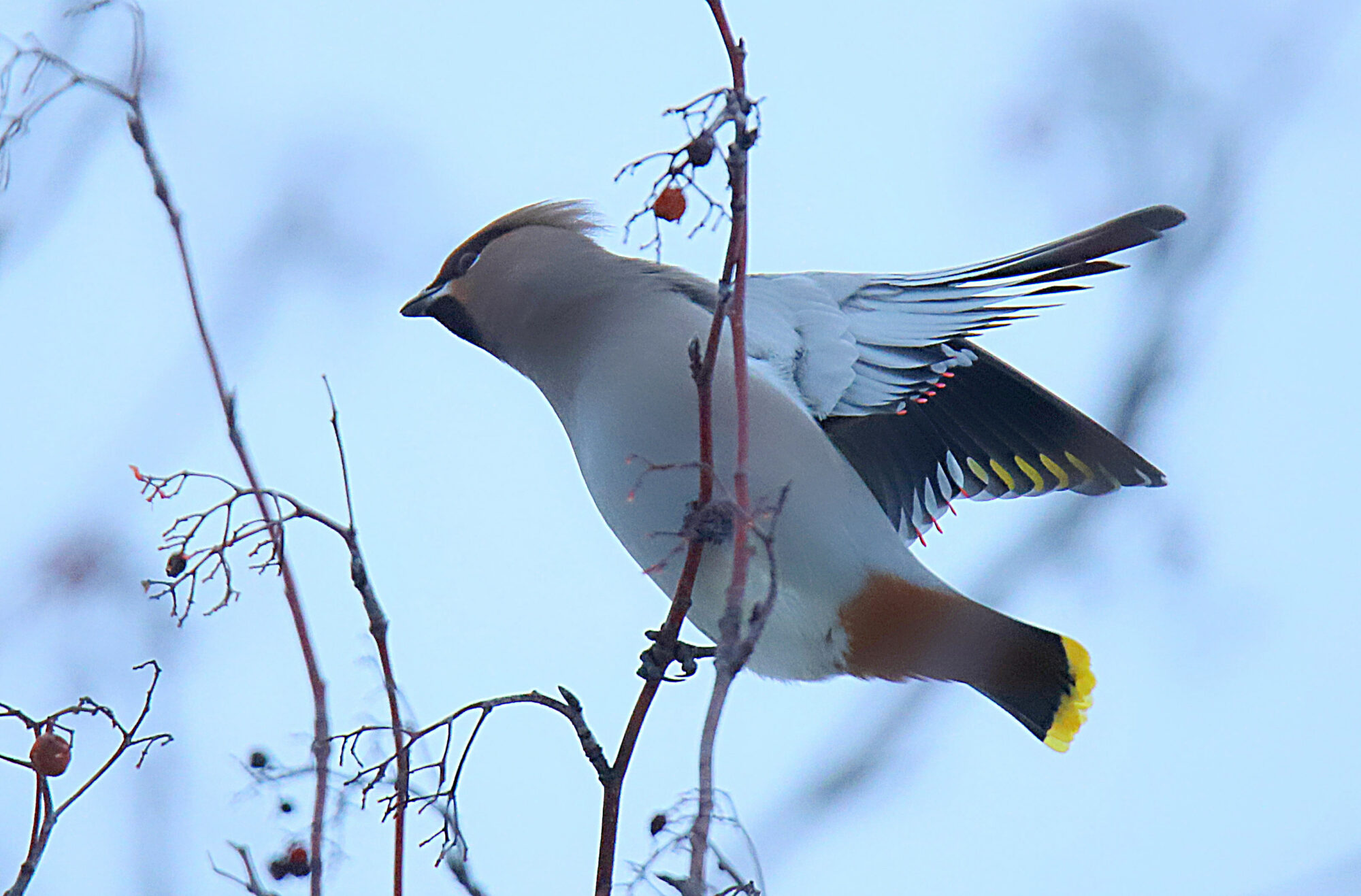 Valokuvaaja: sirpa jyske