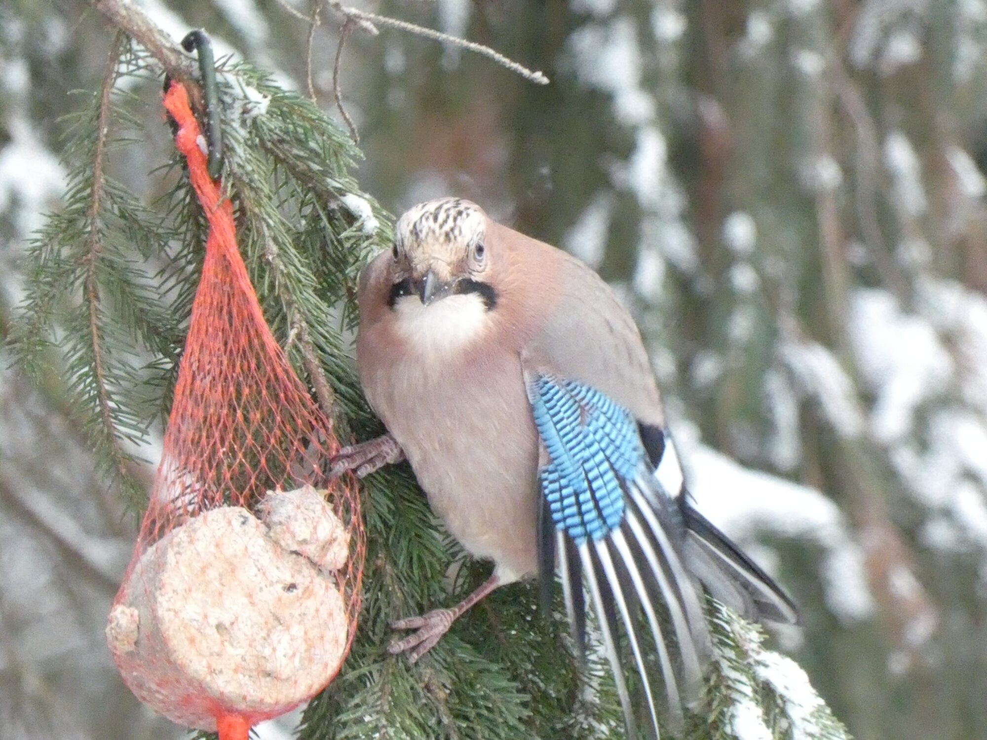 Valokuvaaja: Pekka Heino