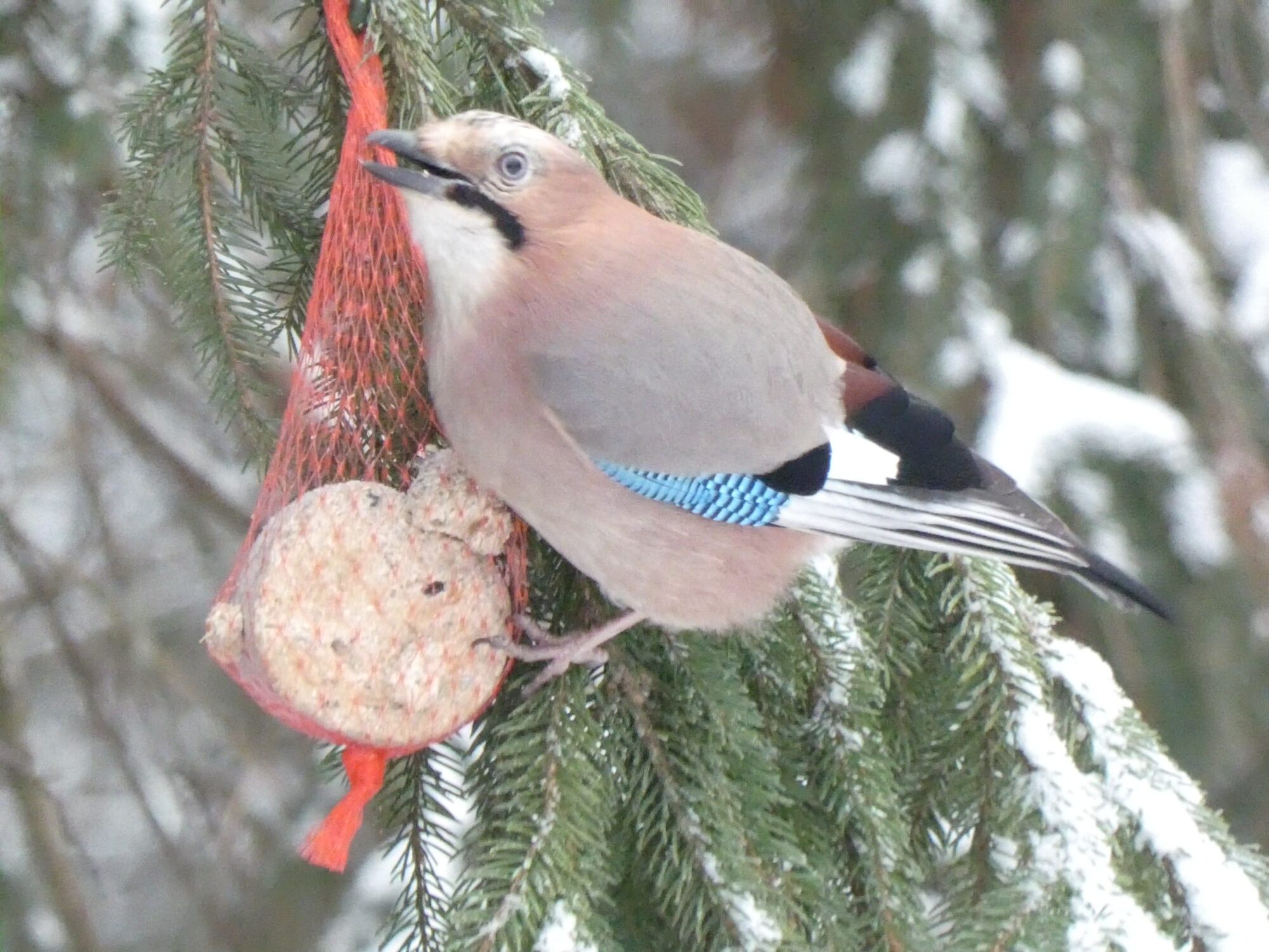 Valokuvaaja: Pekka Heino
