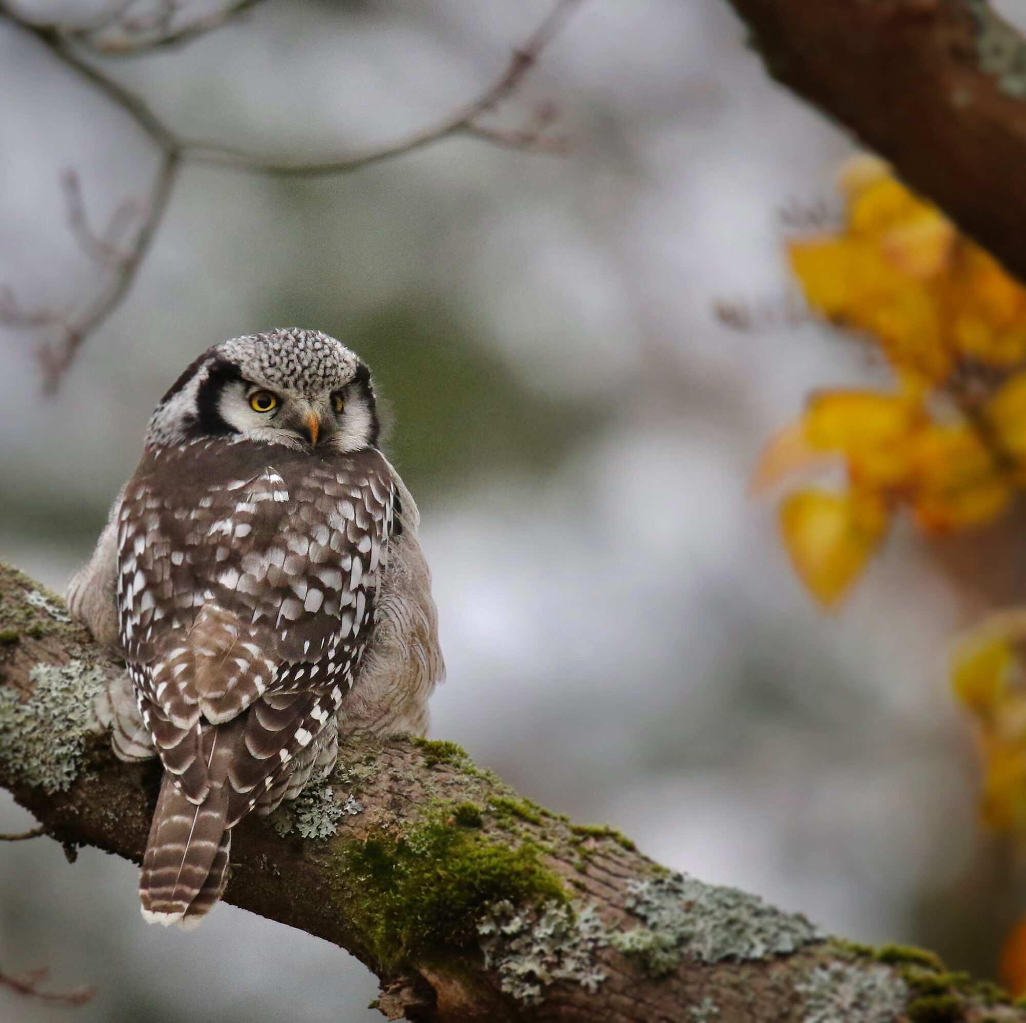 Valokuvaaja: Mikko Siikavesi
