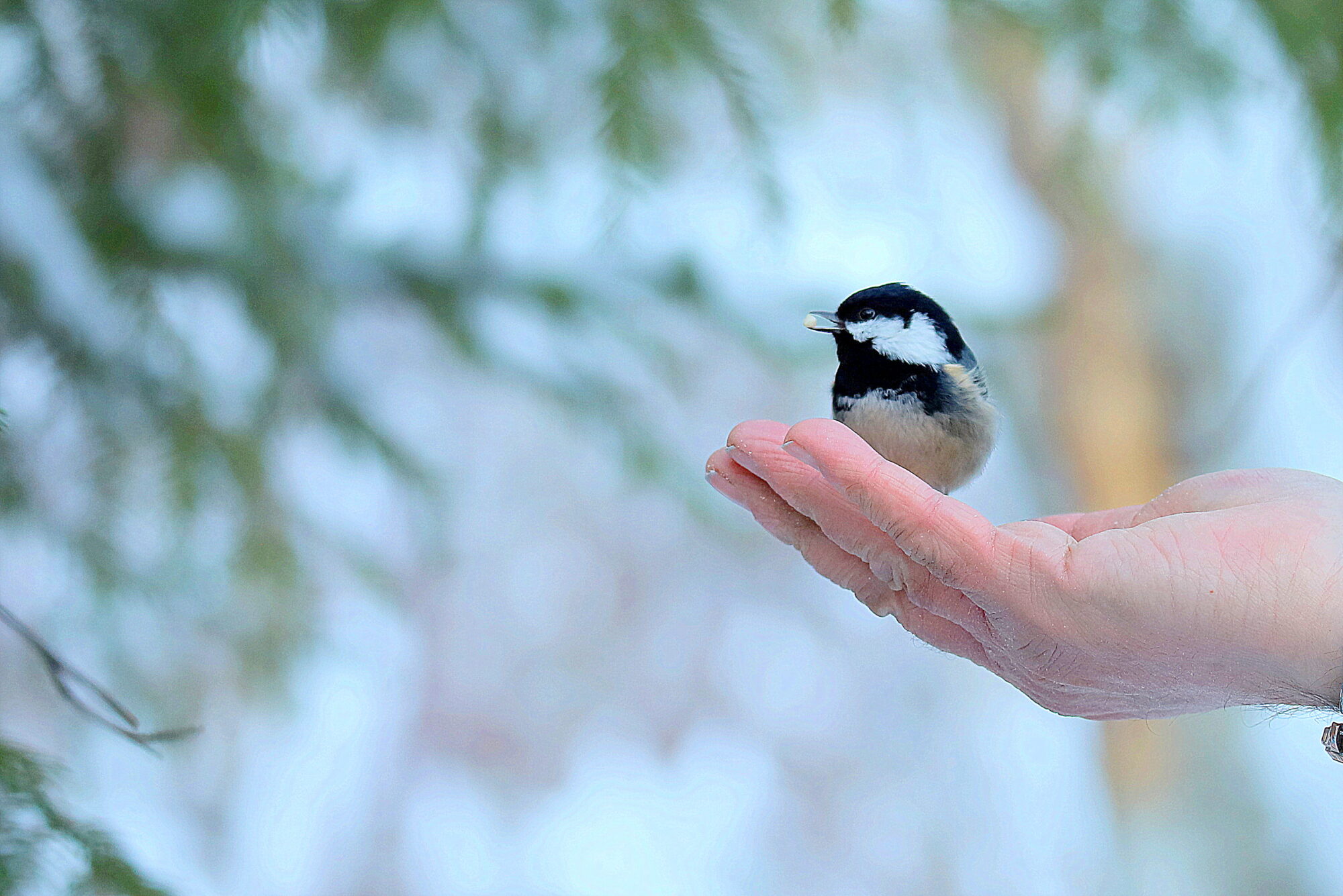 Valokuvaaja: sirpa jyske