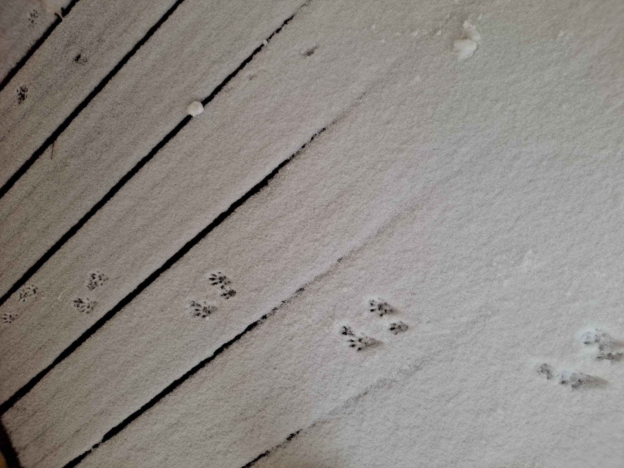 Valokuvaaja: Sanna Mikkola