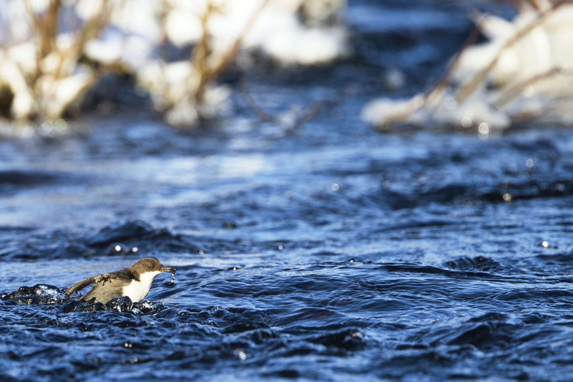 Valokuvaaja: Ari Branthin