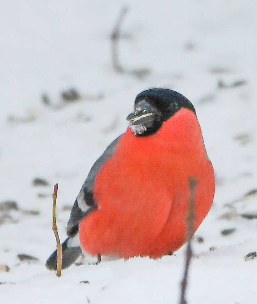 Valokuvaaja: Milla Rasila