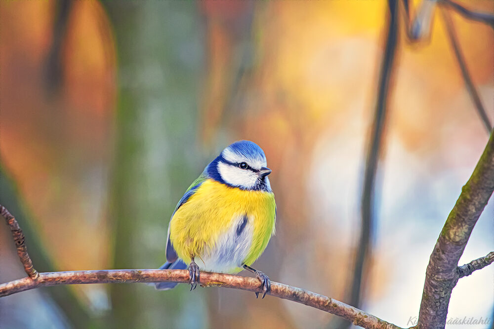 Valokuvaaja: Kimmo Sääskilahti