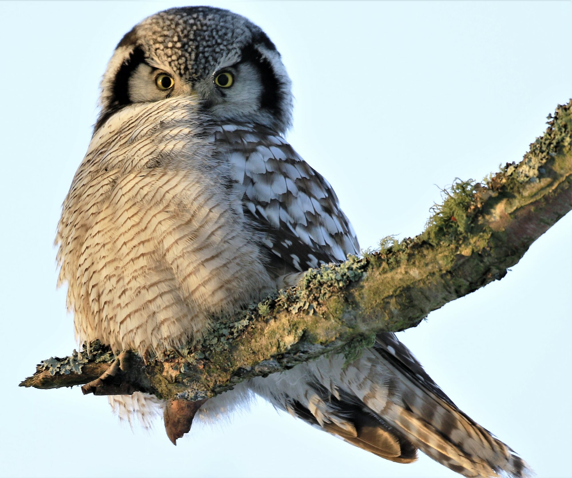 Valokuvaaja: Anne Keskivinkka