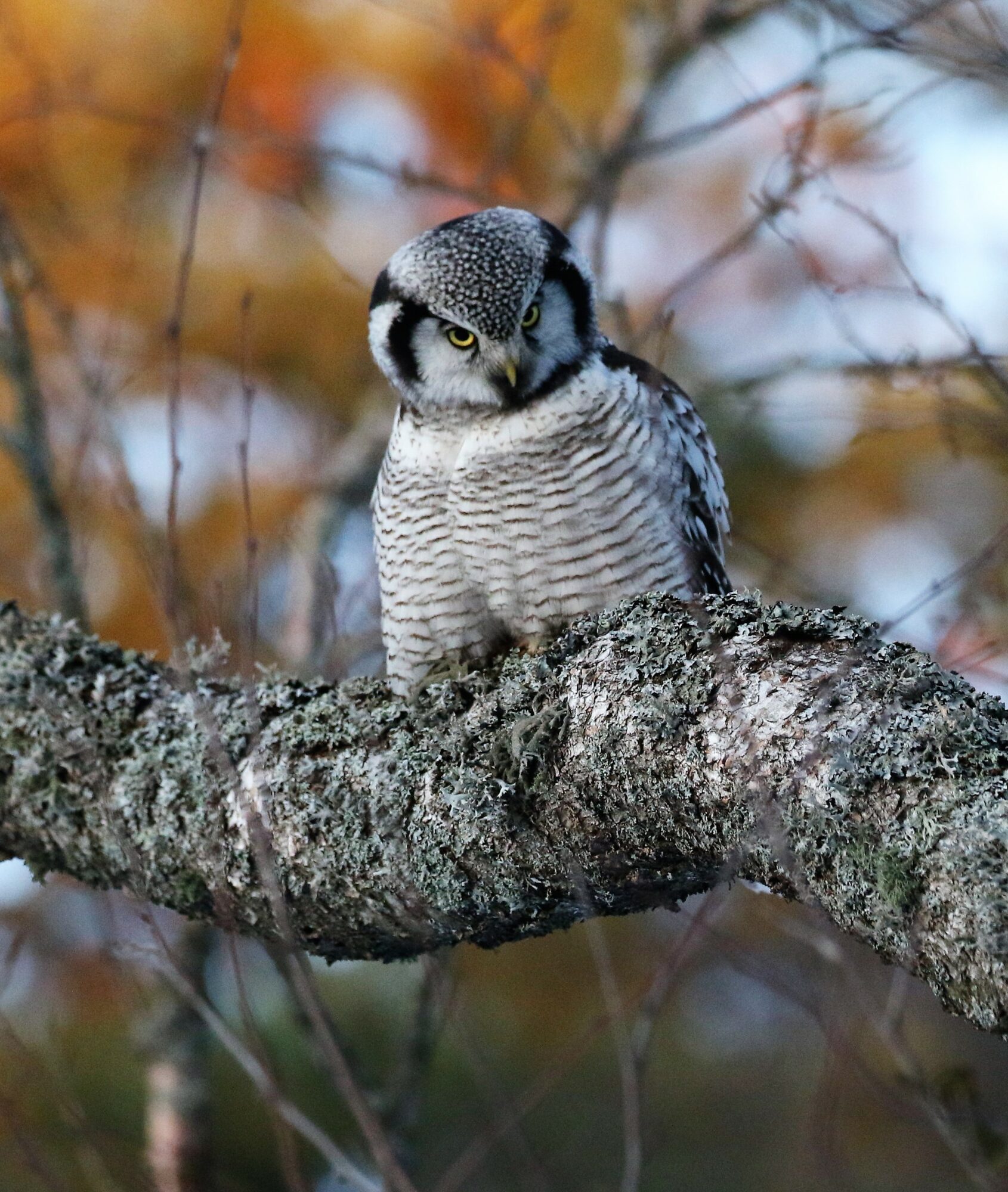 Valokuvaaja: Anne  keskivinkka