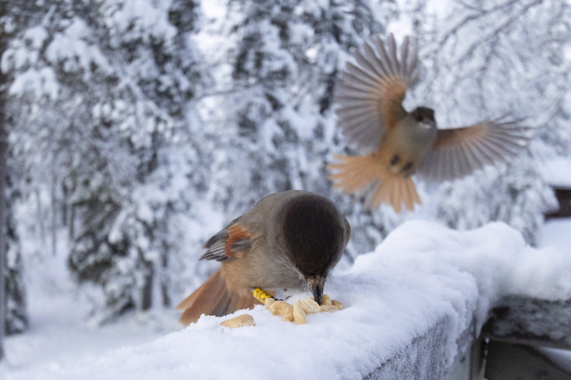 Valokuvaaja: Jon Rikberg