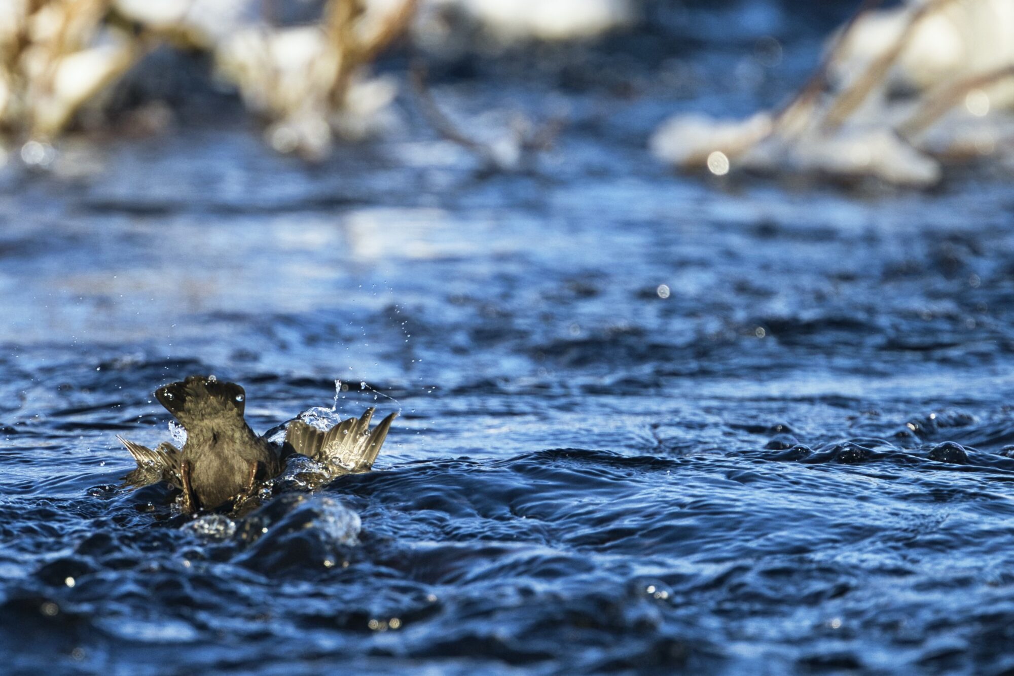 Valokuvaaja: Ari Branthin