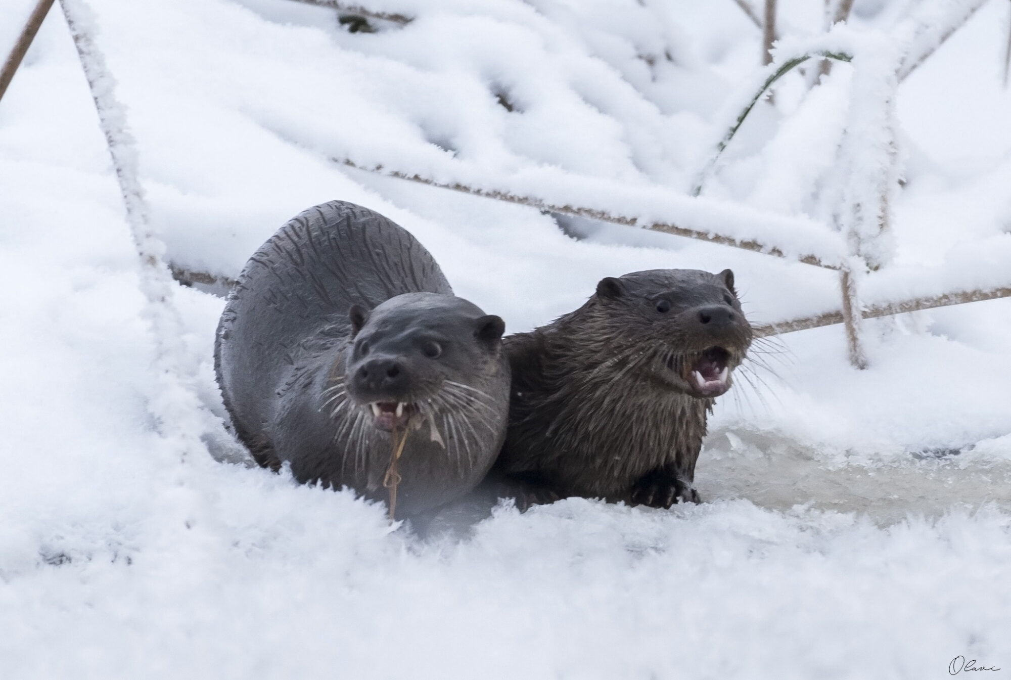Valokuvaaja: Olavi Kangas Valokuvaaja: Olavi Kangas
