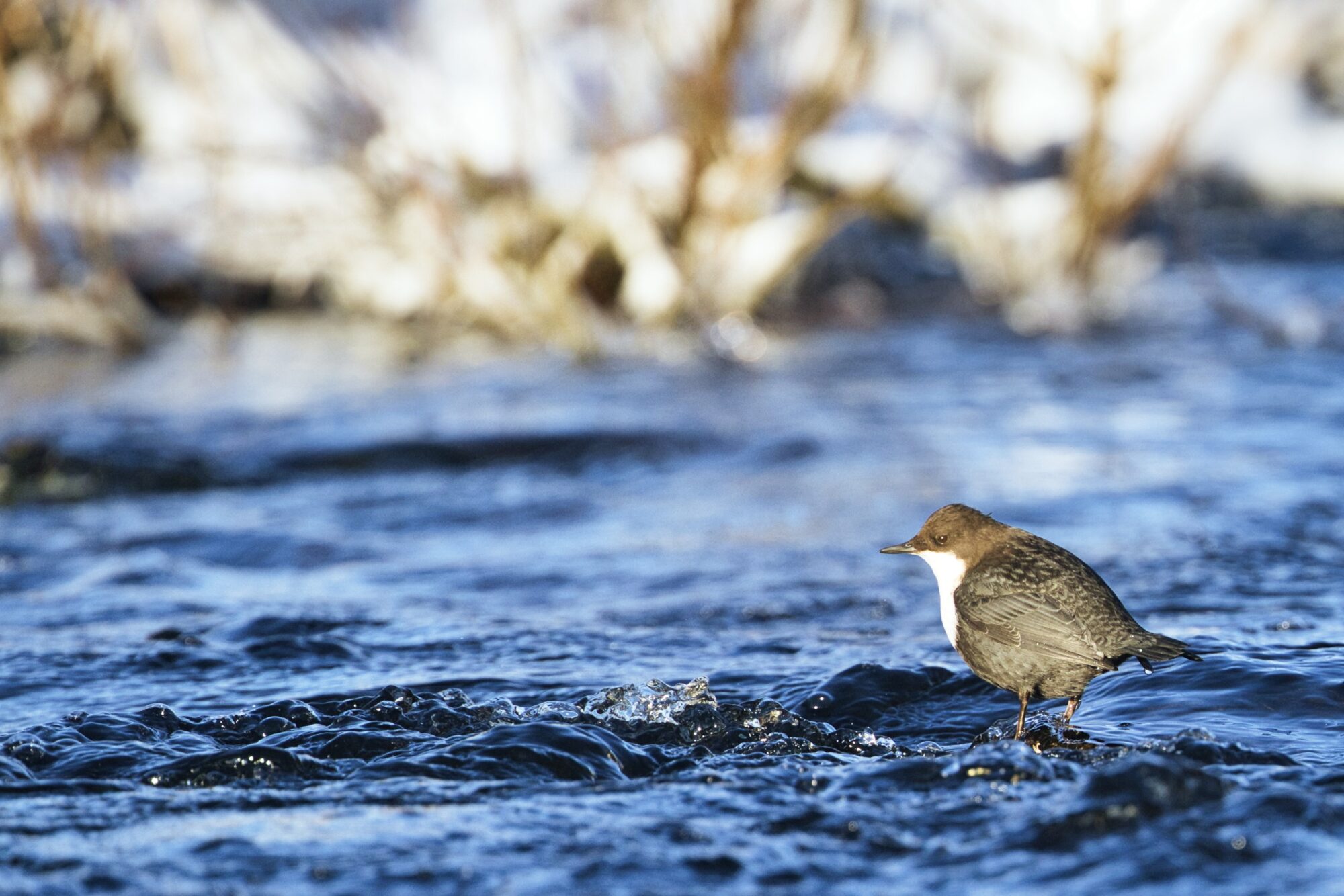 Valokuvaaja: Ari Branthin