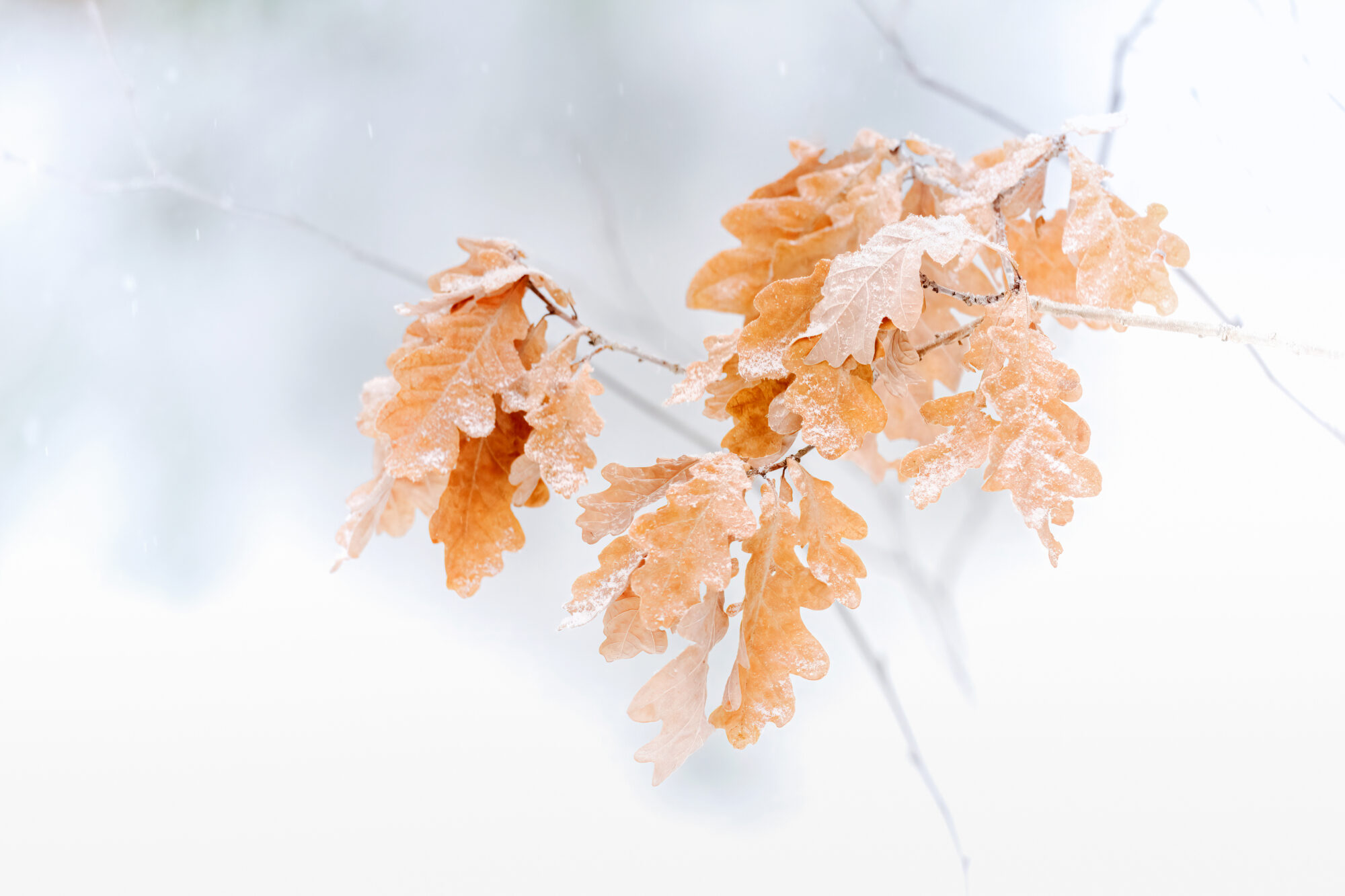 Valokuvaaja: Risto Lavi