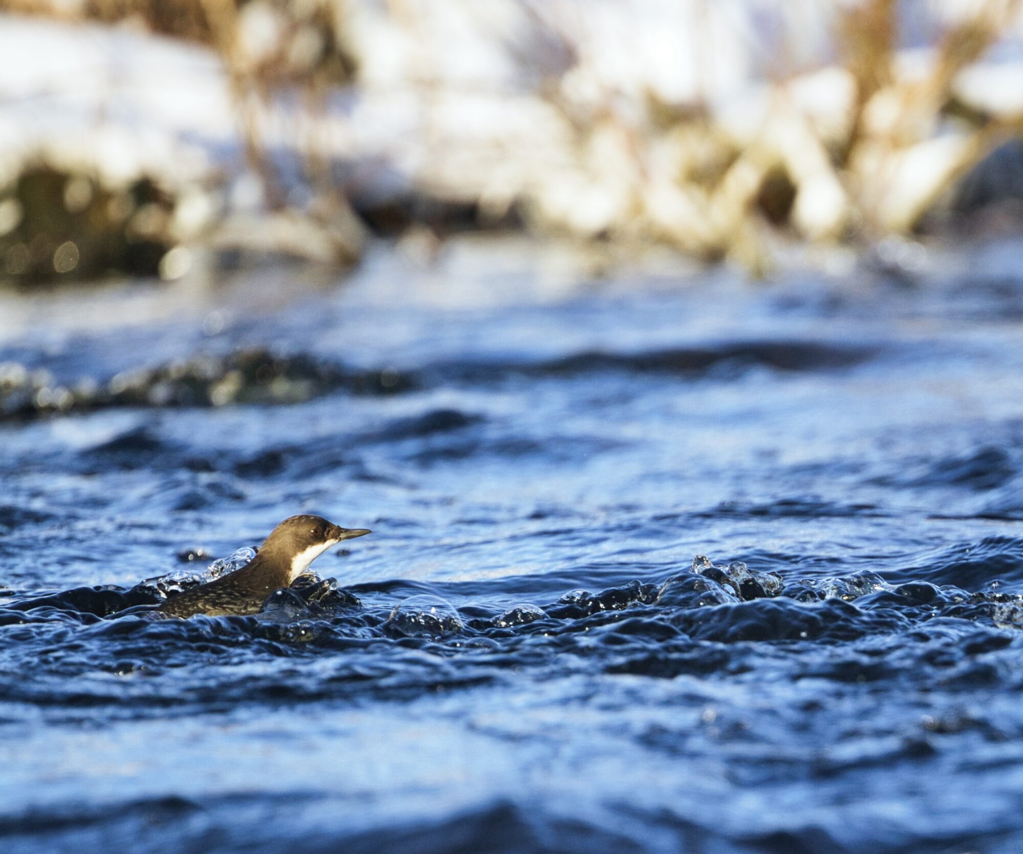 Valokuvaaja: Ari Branthin