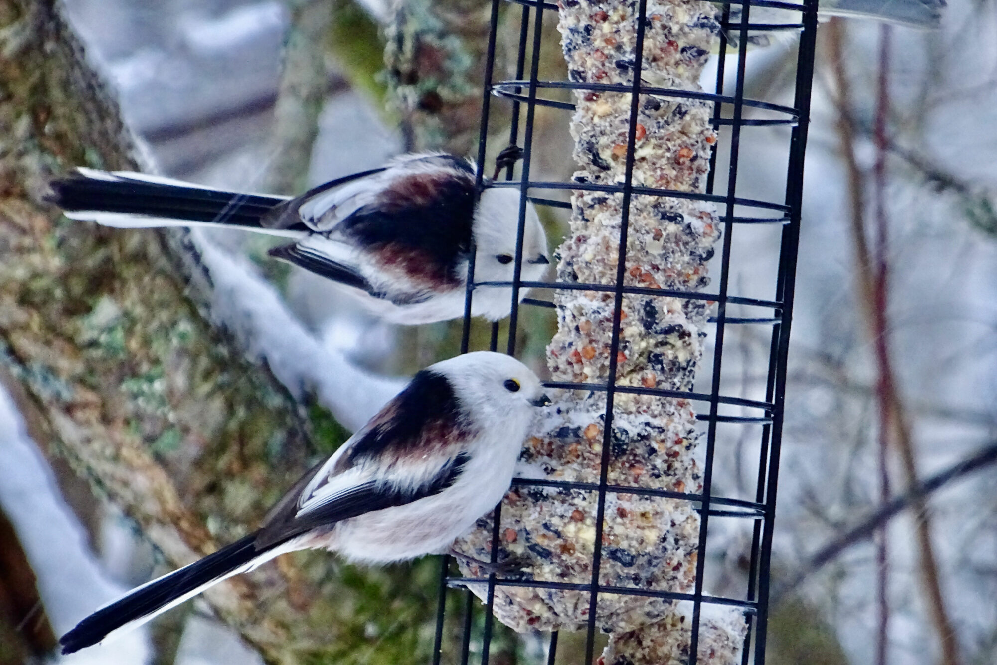 Valokuvaaja: Liisa Niiva-Korpela Valokuvaaja: Liisa Niiva-Korpela